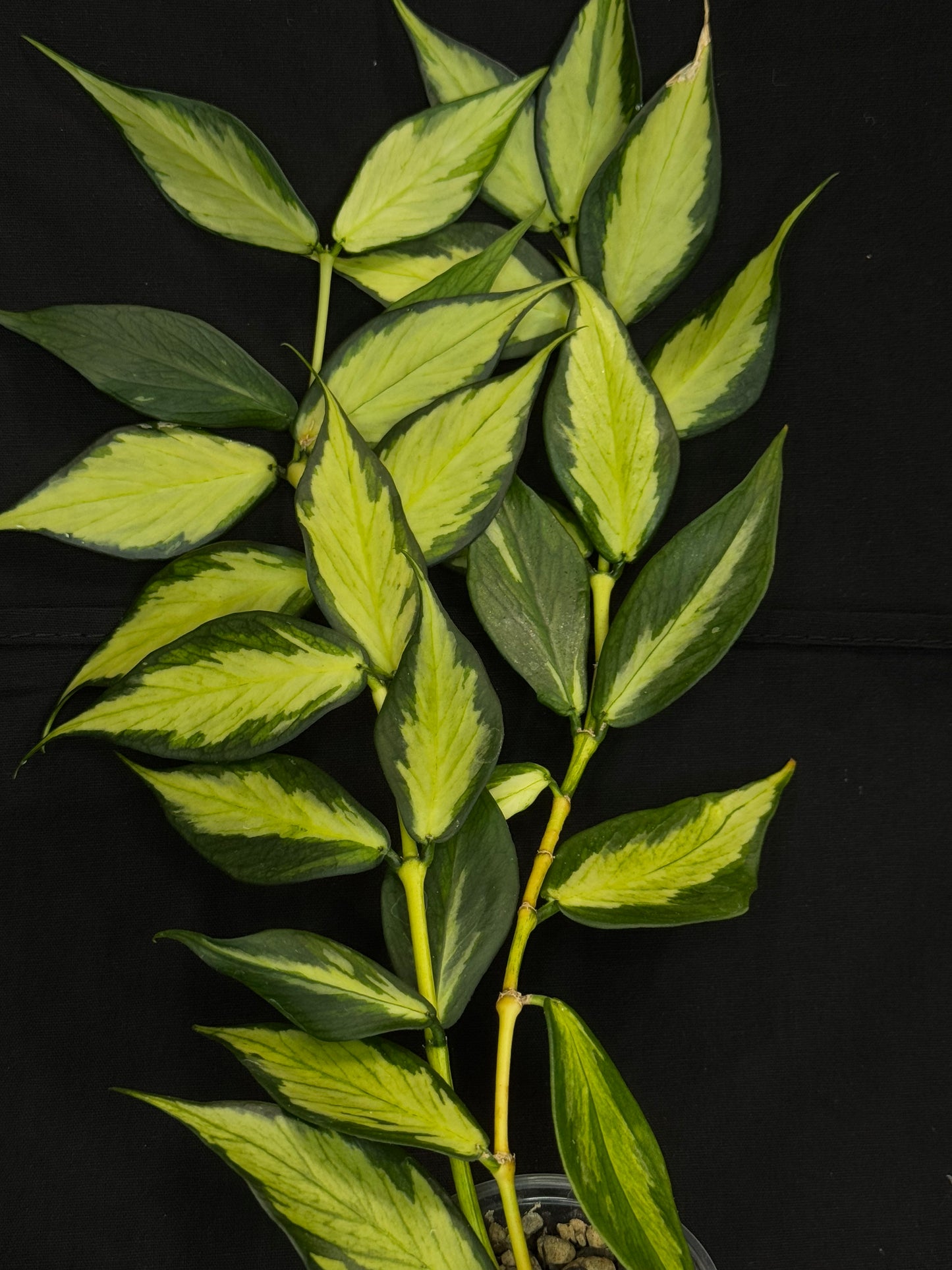 Hoya polyneura variegated (inner) (#5), rare and beautiful variegation, bigger plant