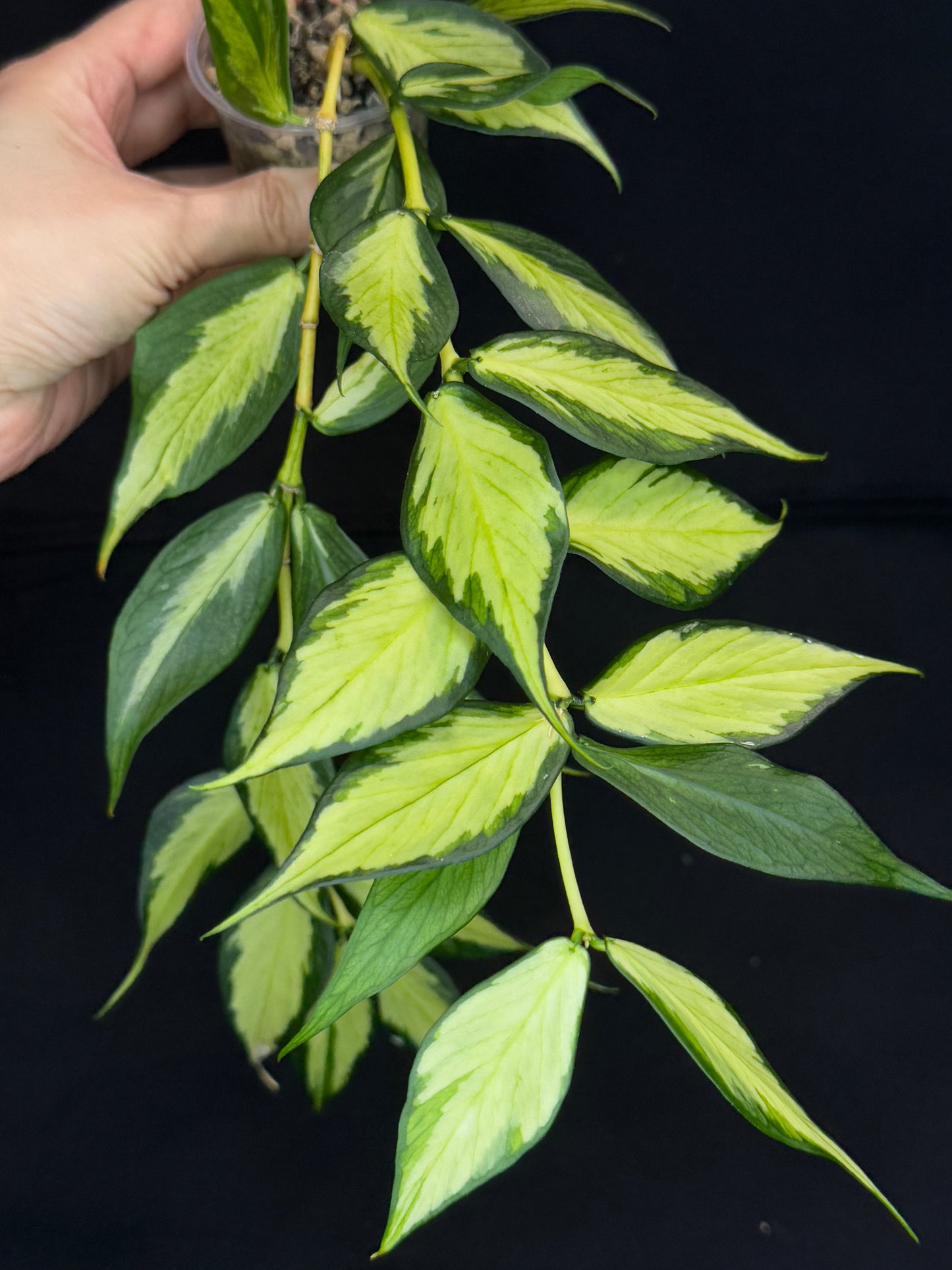 Hoya polyneura variegated (inner) (#5), rare and beautiful variegation, bigger plant