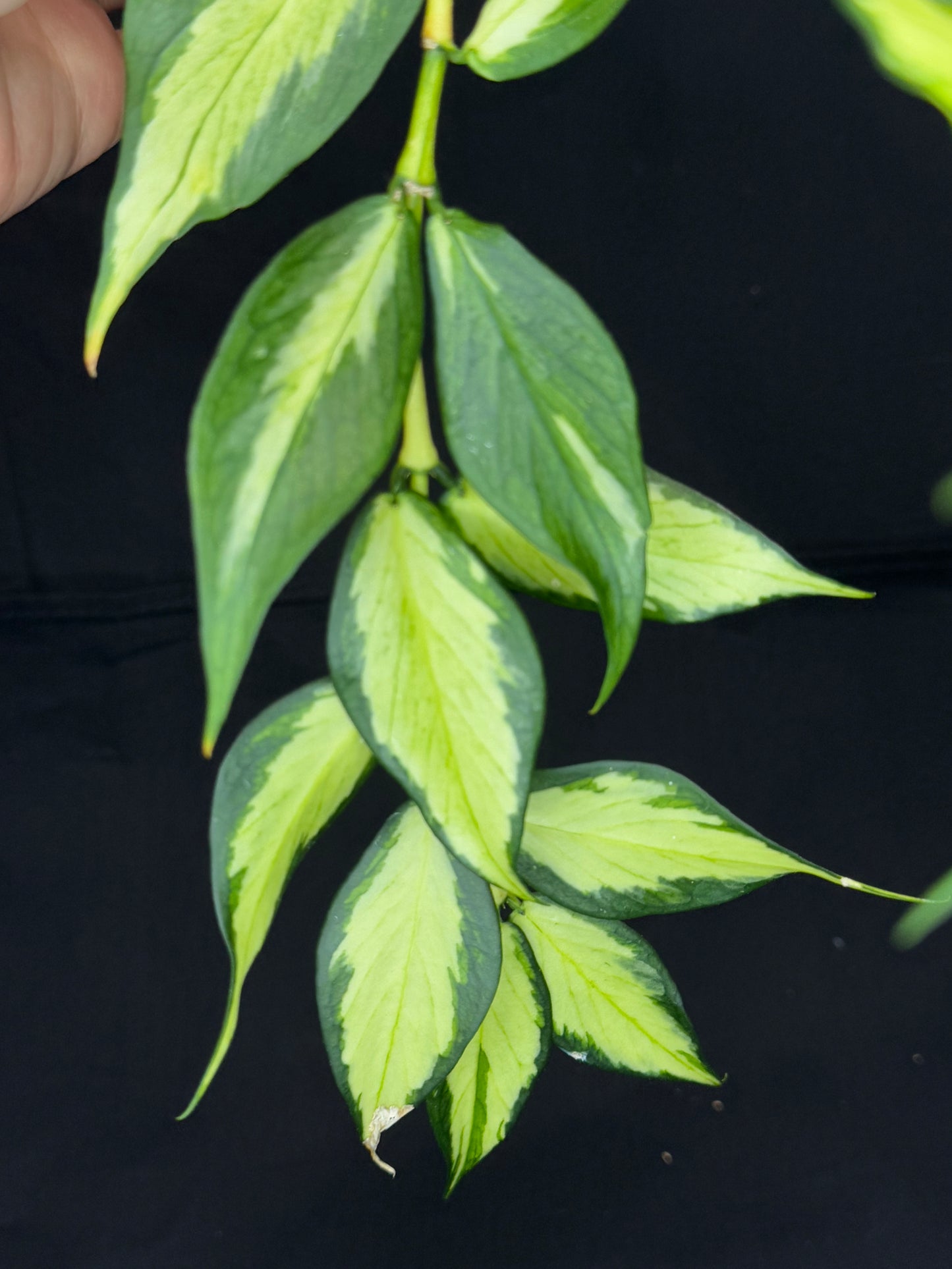 Hoya polyneura variegated (inner) (#5), rare and beautiful variegation, bigger plant