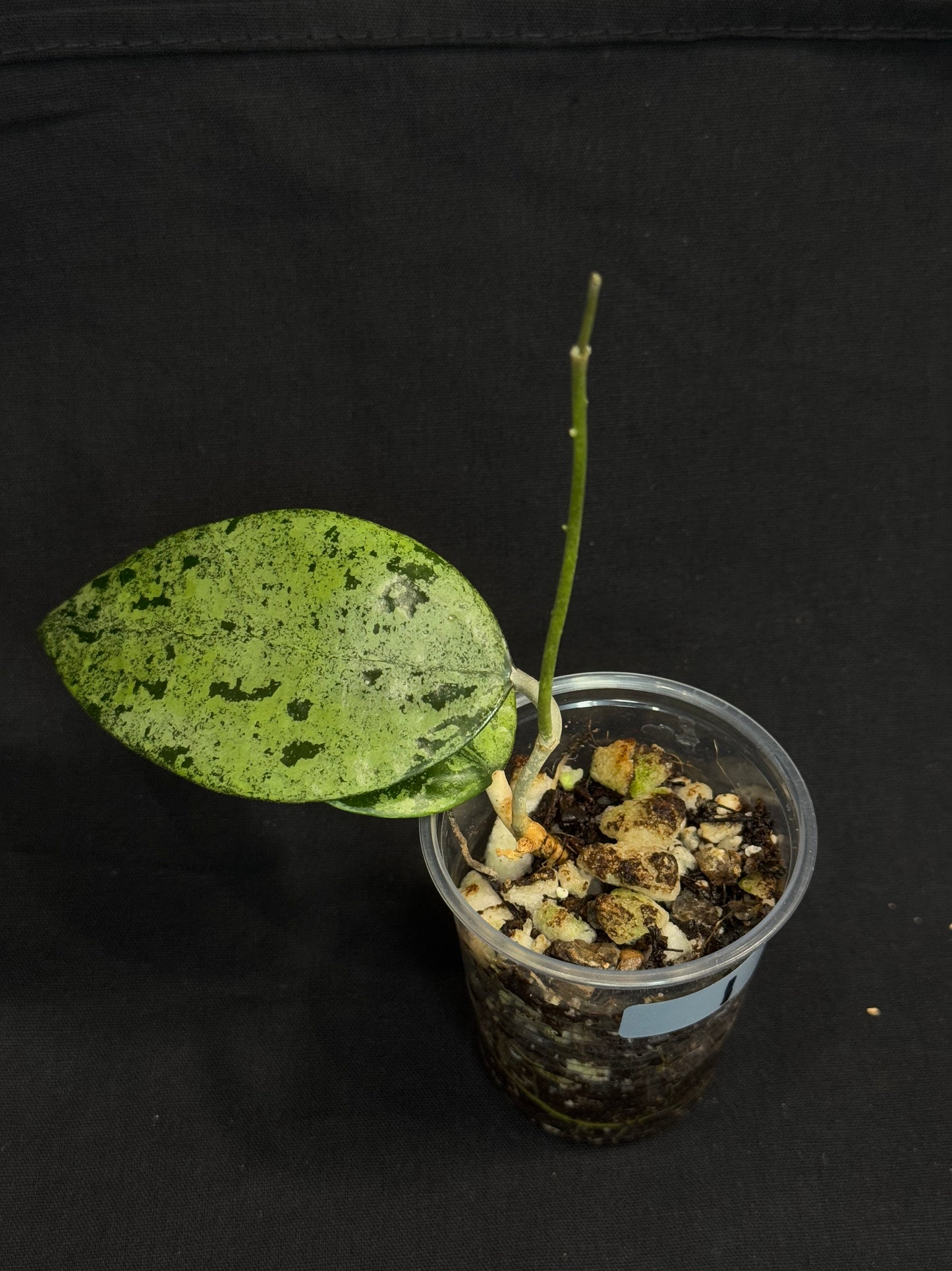 Hoya Verticillata Silver ( From Indonesia), silvery gem leaves, rare #1