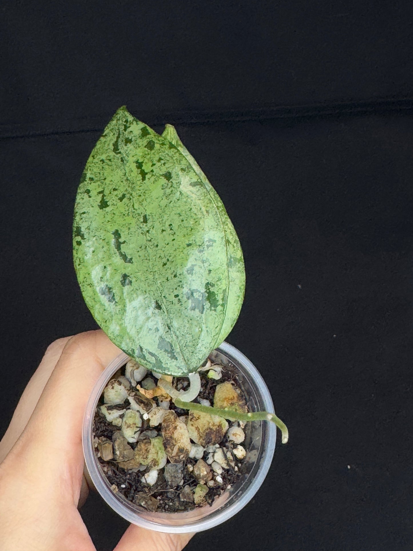 Hoya Verticillata Silver ( From Indonesia), silvery gem leaves, rare #1