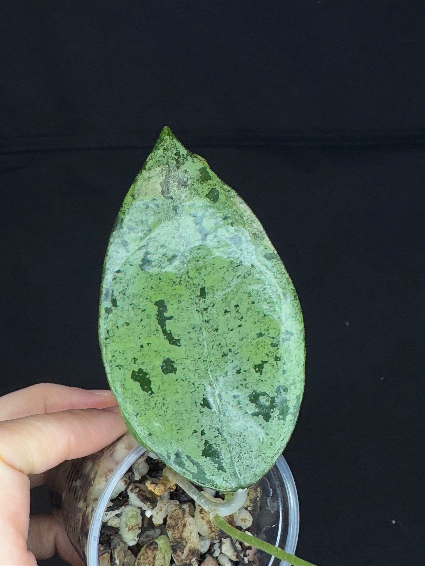 Hoya Verticillata Silver ( From Indonesia), silvery gem leaves, rare #1