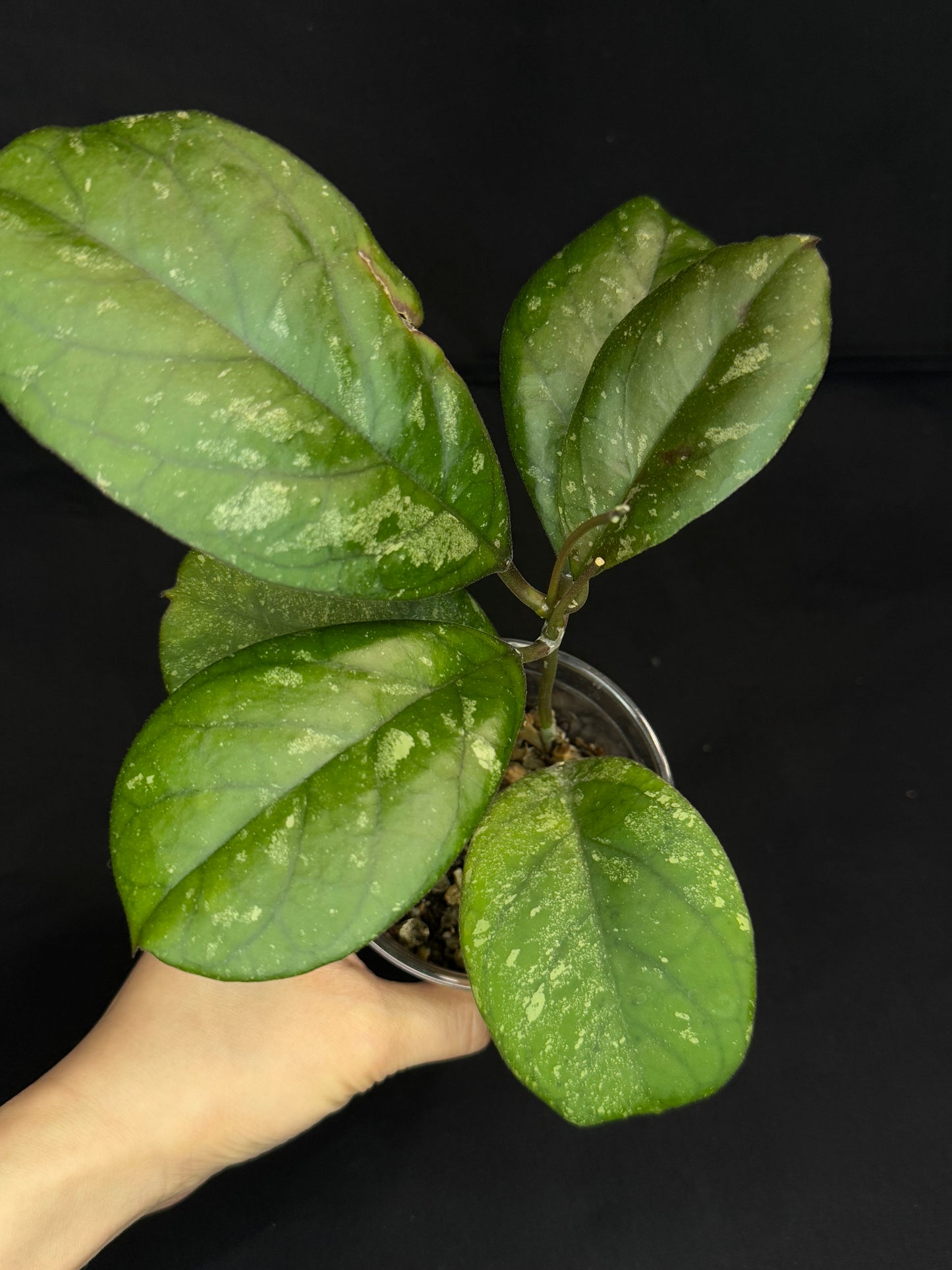 Hoya patcharawalai seedling by ice, rare, splashy big leaves, big plant #1