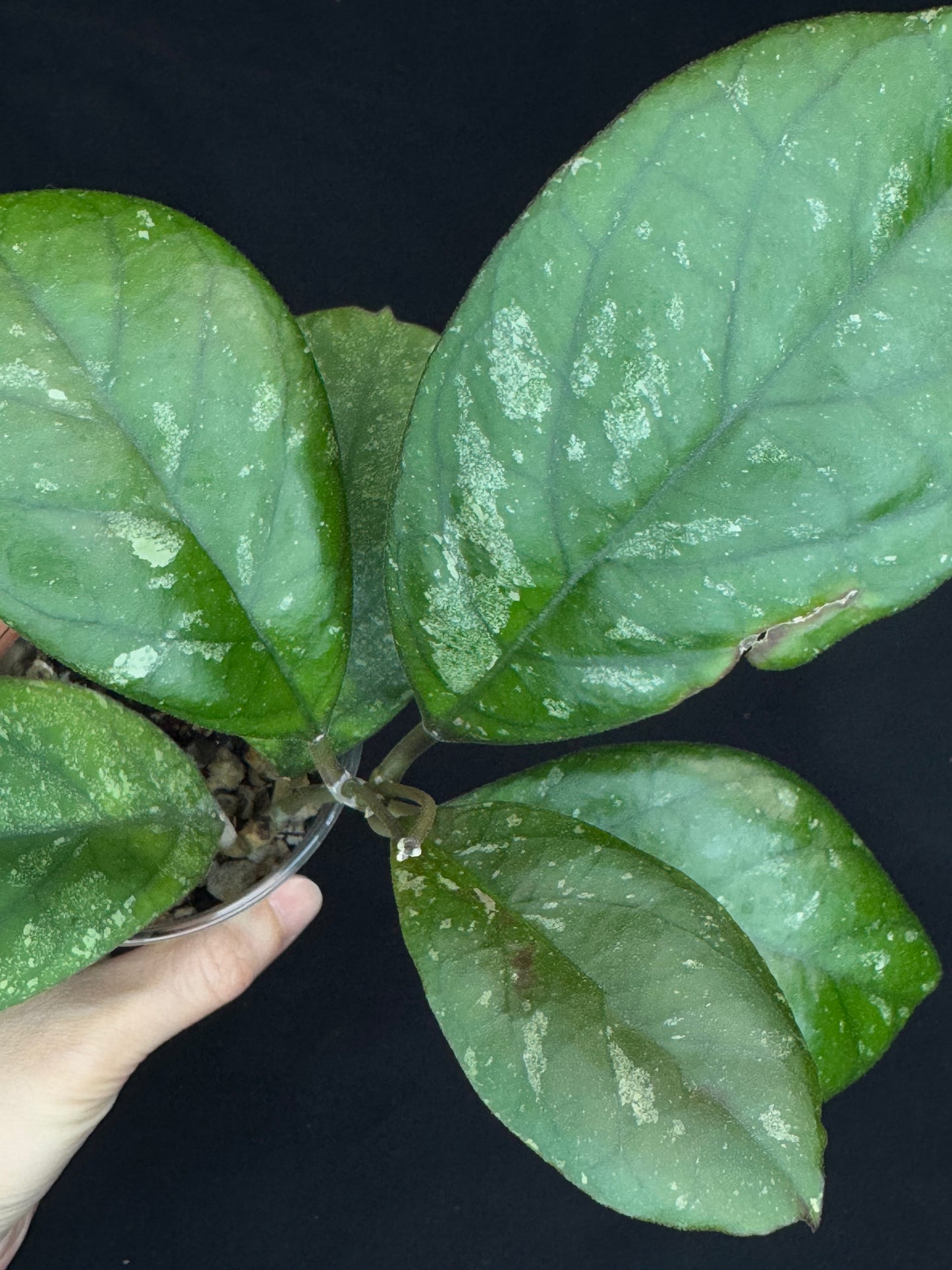 Hoya patcharawalai seedling by ice, rare, splashy big leaves, big plant #1