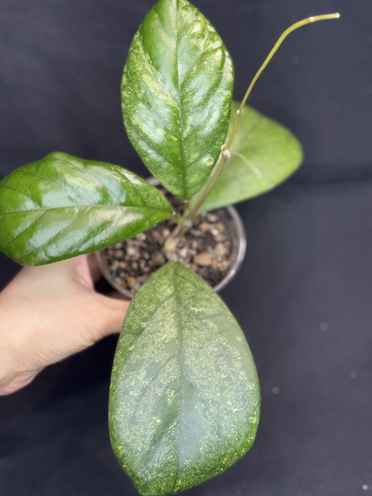 Hoya patcharawalai seedling by ice, rare, splashy big leaves, big plant #2