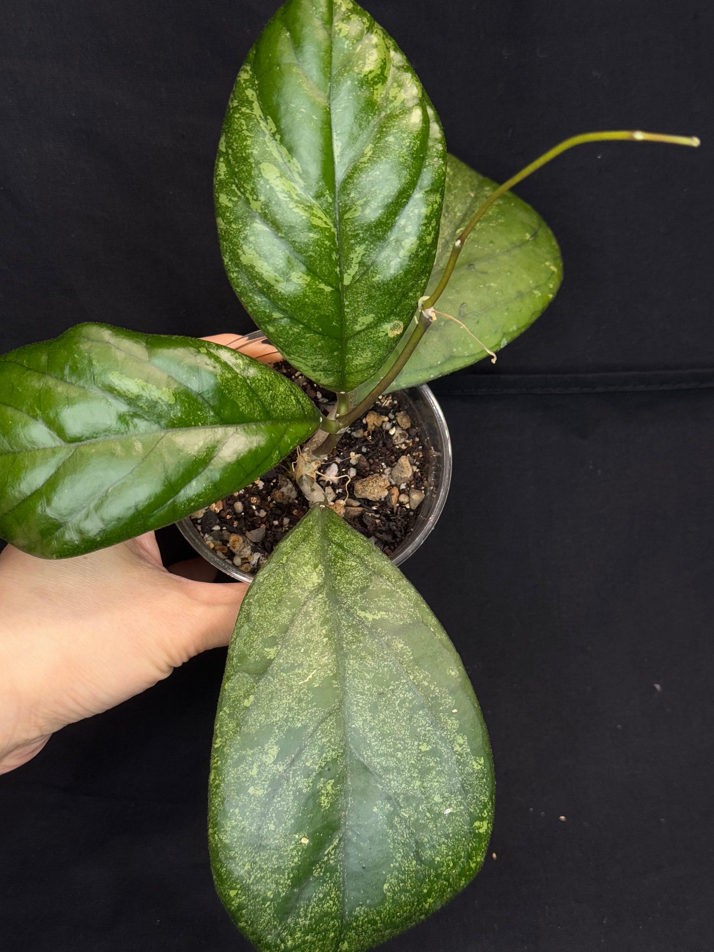 Hoya patcharawalai seedling by ice, rare, splashy big leaves, big plant #2