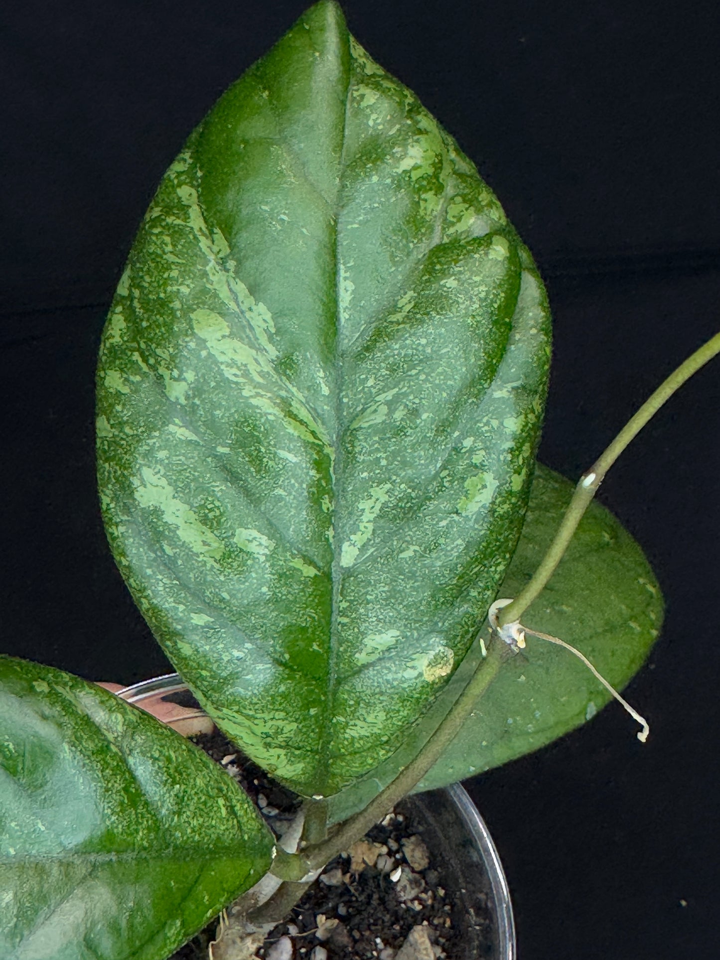 Hoya patcharawalai seedling by ice, rare, splashy big leaves, big plant #2