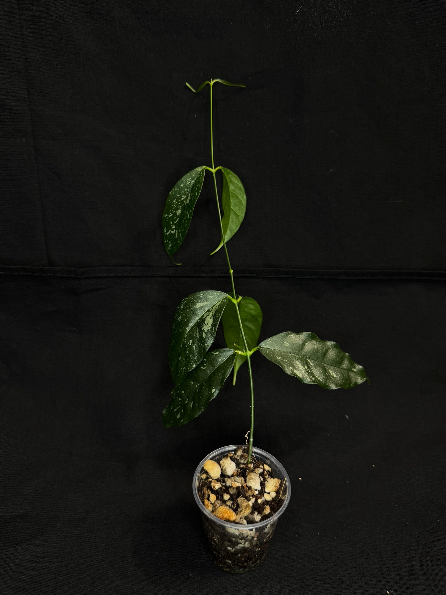 Hoya Cystiantha Splash, rare, nice splashy leaves, with peduncle