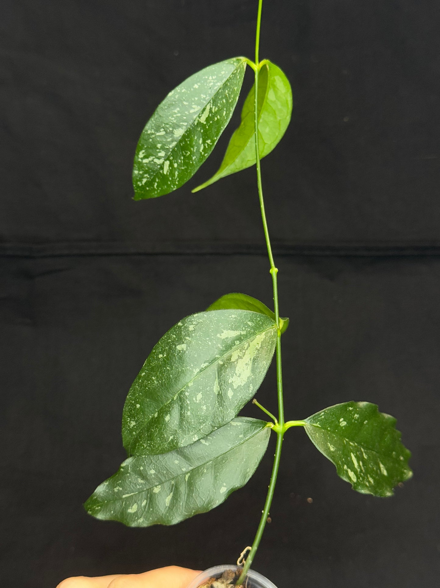 Hoya Cystiantha Splash, rare, nice splashy leaves, with peduncle