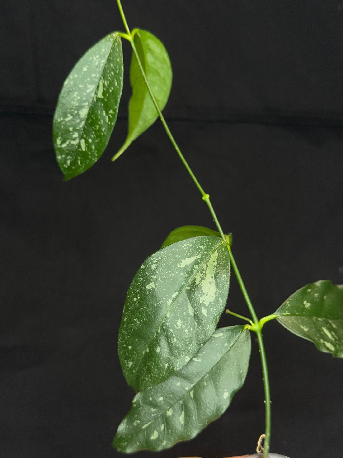 Hoya Cystiantha Splash, rare, nice splashy leaves, with peduncle