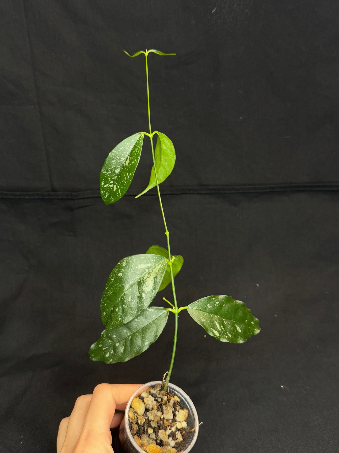 Hoya Cystiantha Splash, rare, nice splashy leaves, with peduncle