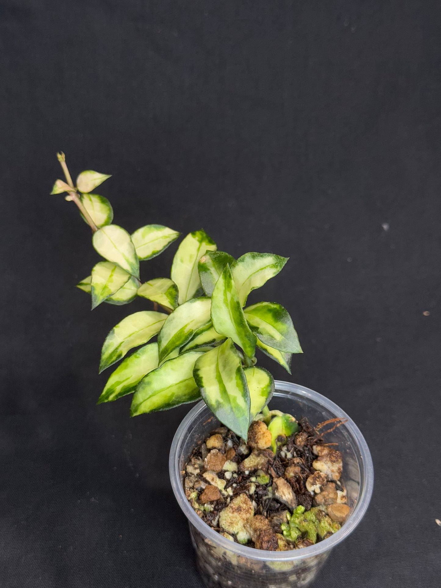 Hoya Lacunosa Tricolor Bruno, rare, cute variegated leaves