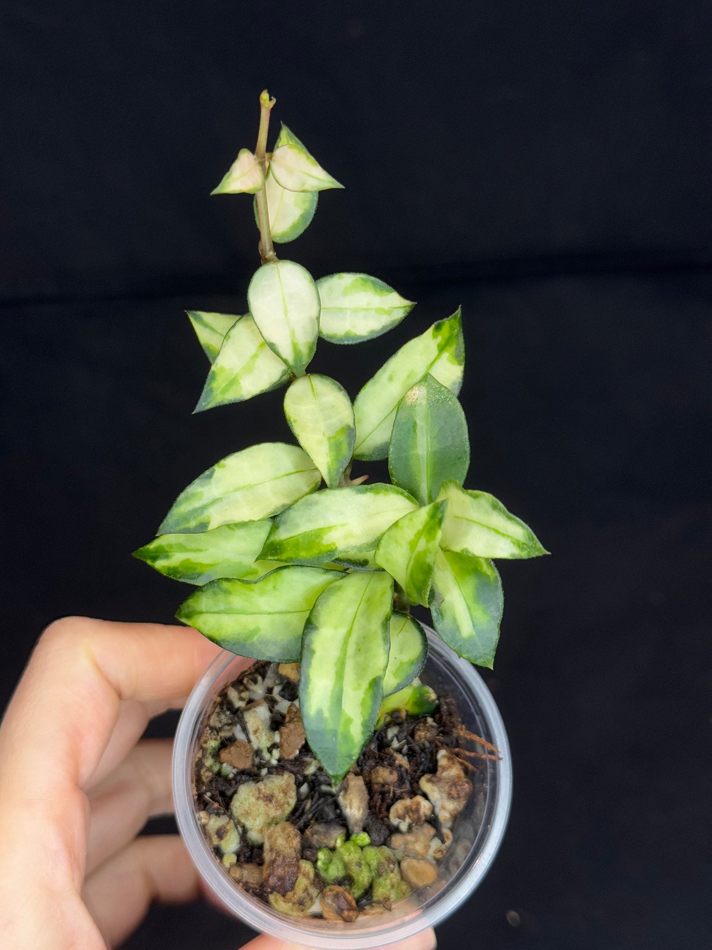 Hoya Lacunosa Tricolor Bruno, rare, cute variegated leaves