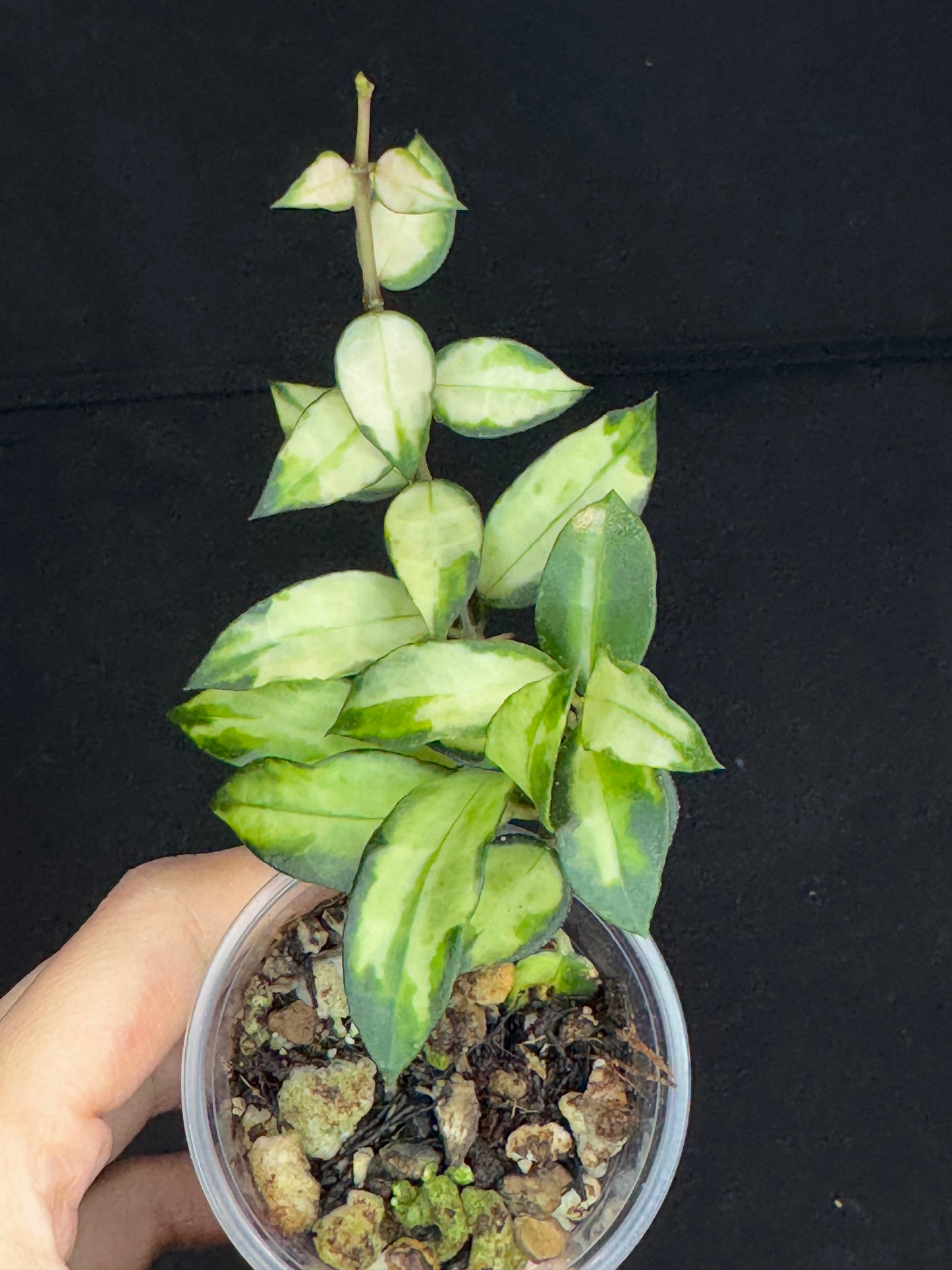 Hoya Lacunosa Tricolor Bruno, rare, cute variegated leaves