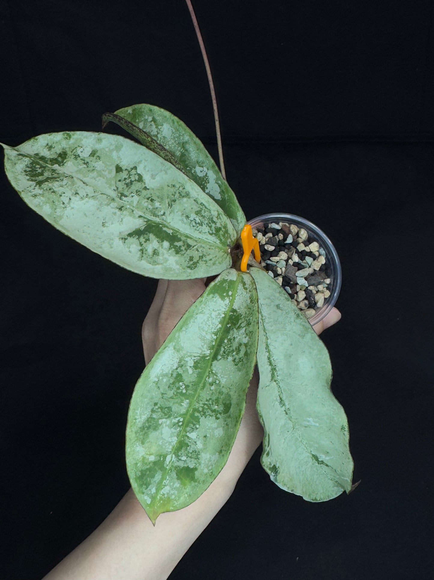 Hoya mitrata / sp. Buntok silver, silvery big leaves, well-rooted, rare