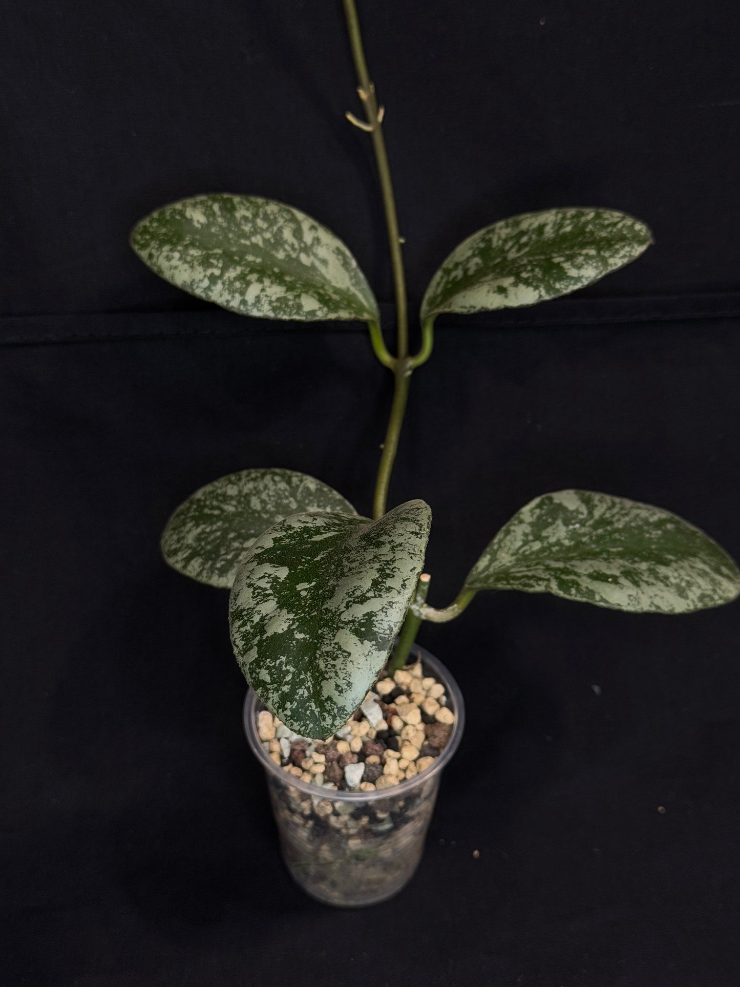 Hoya waymaniae cloudy sky, silvery/splash leaves, well-rooted, rare