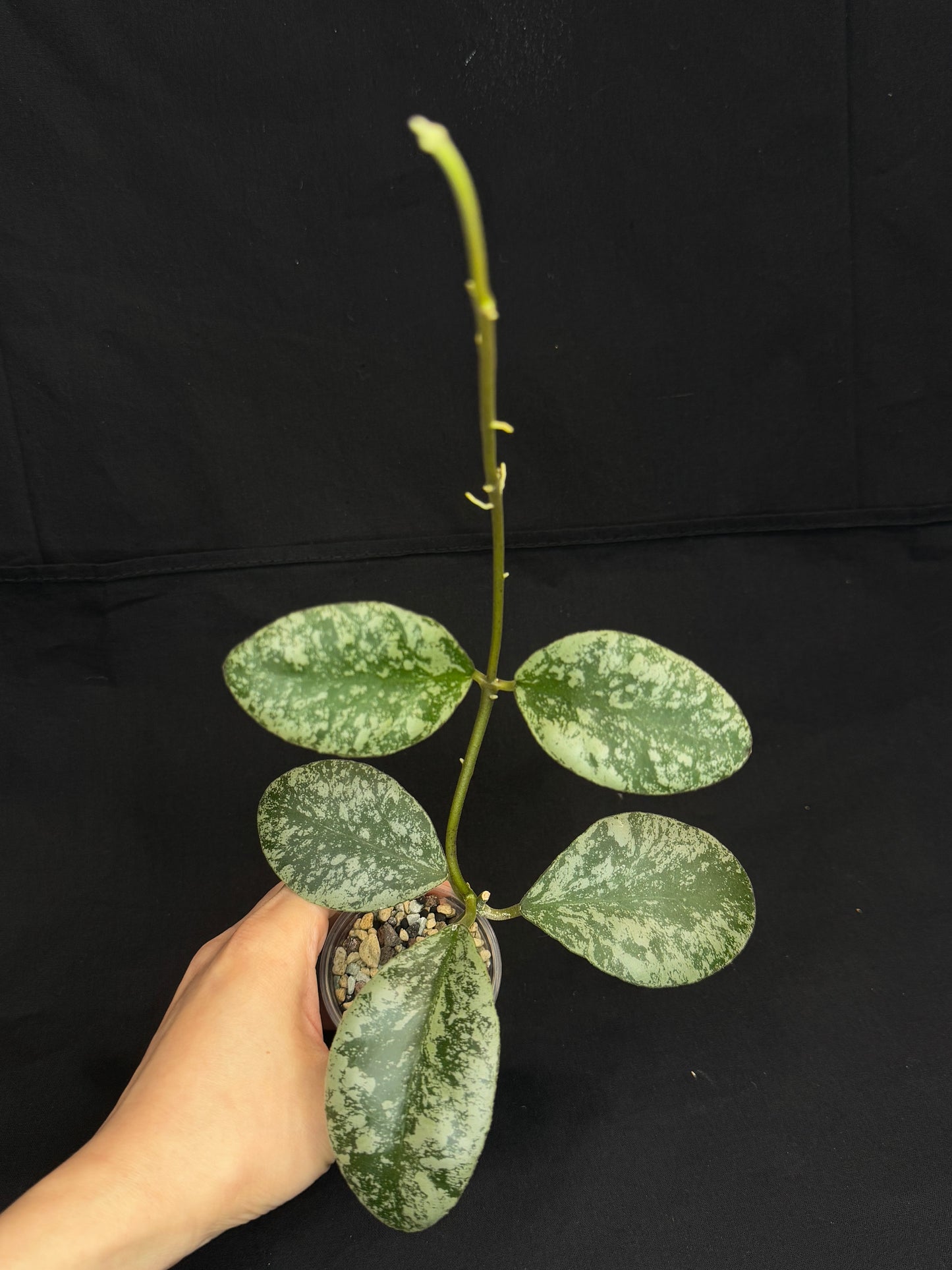 Hoya waymaniae cloudy sky, silvery/splash leaves, well-rooted, rare