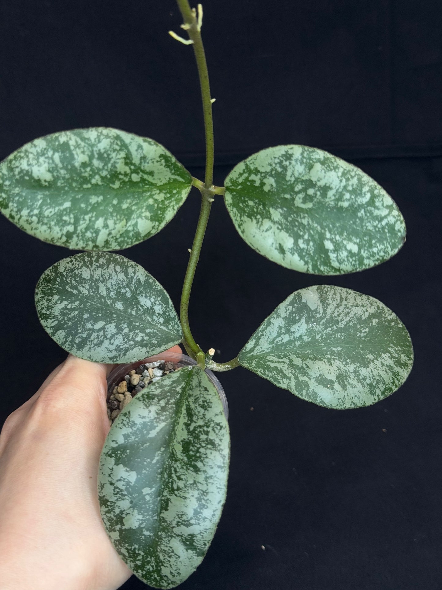 Hoya waymaniae cloudy sky, silvery/splash leaves, well-rooted, rare