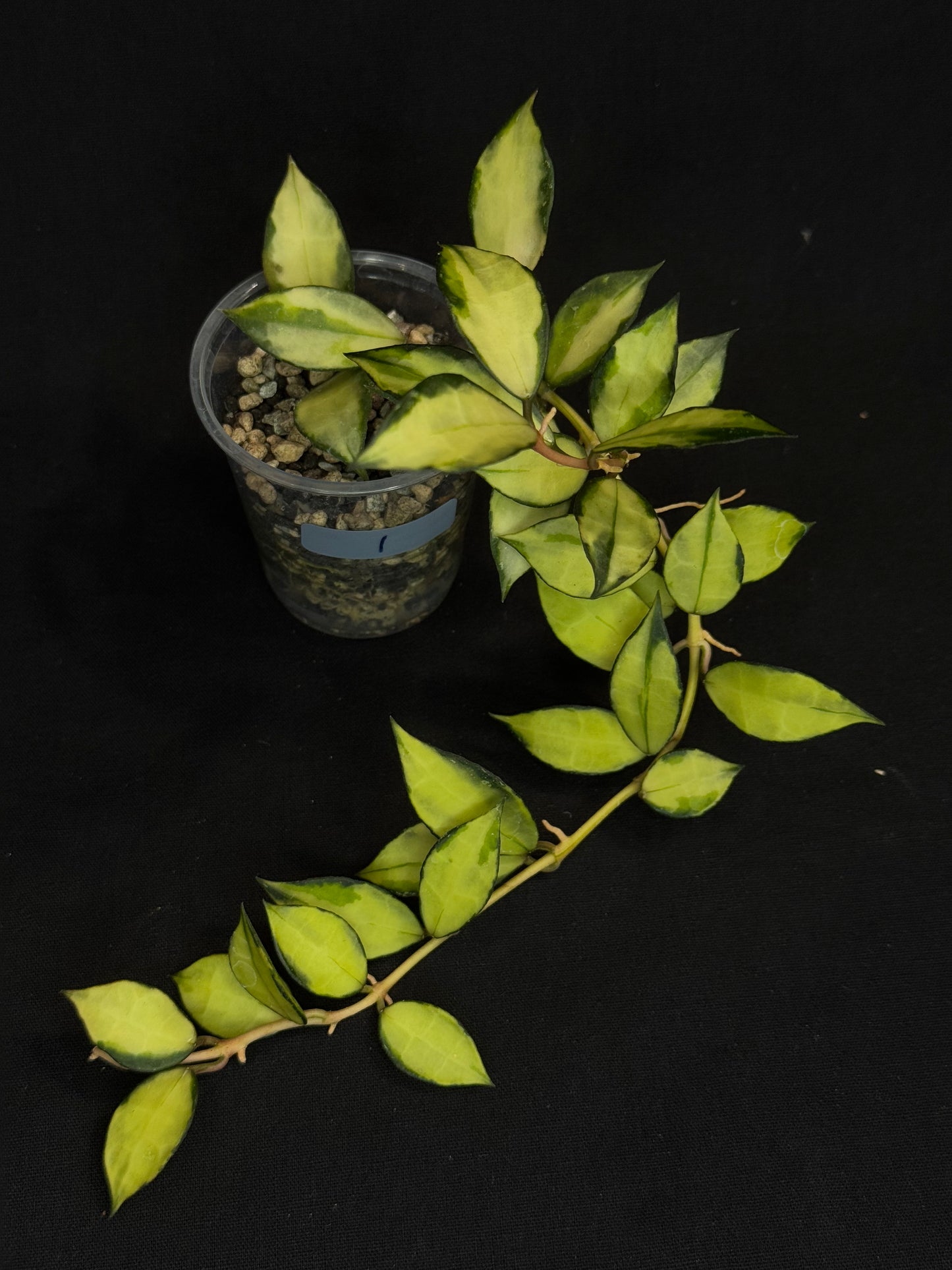 Hoya Lacunosa souma, #1, rare, nice pink sun-stressed variegation