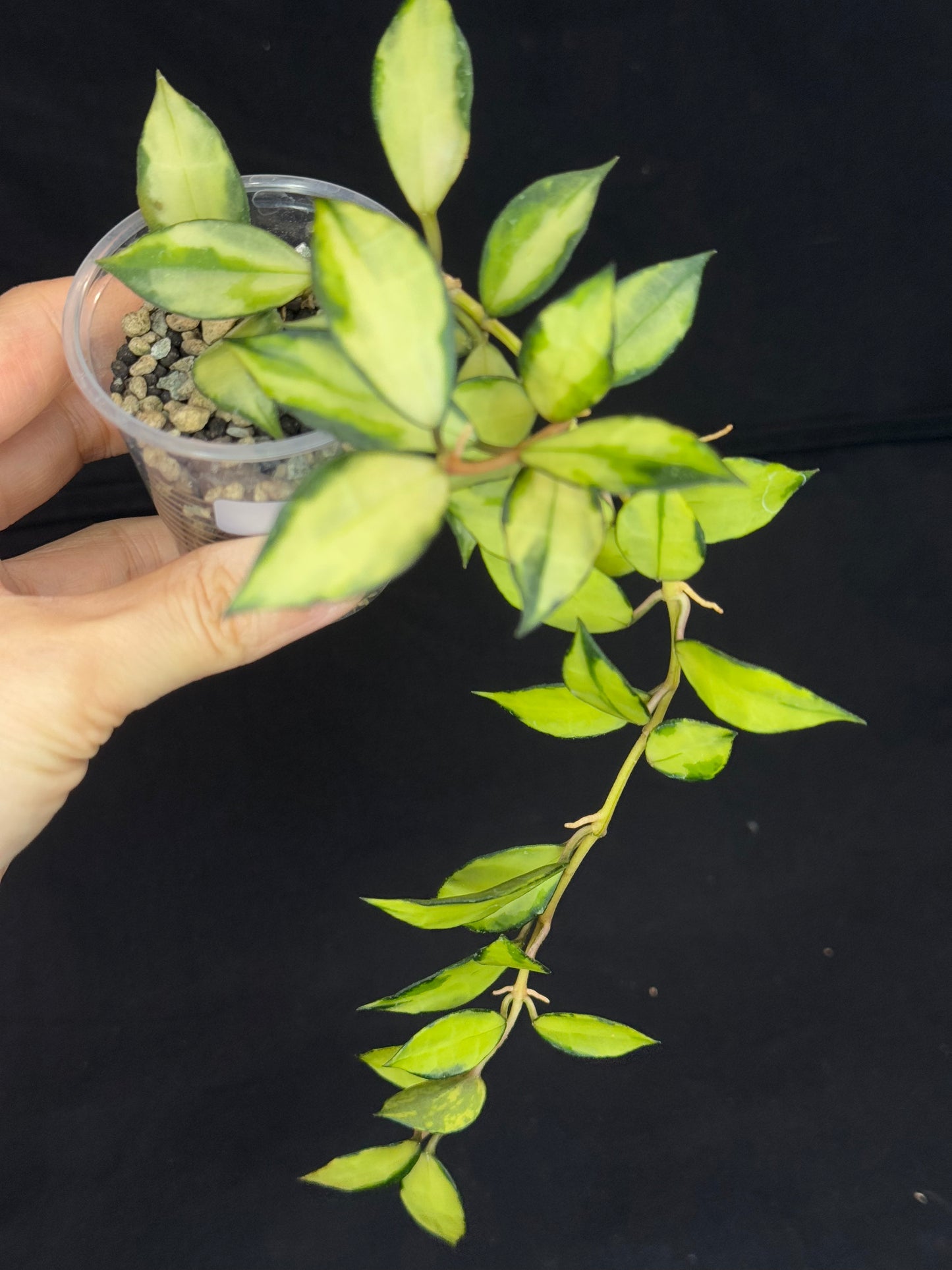 Hoya Lacunosa souma, #1, rare, nice pink sun-stressed variegation