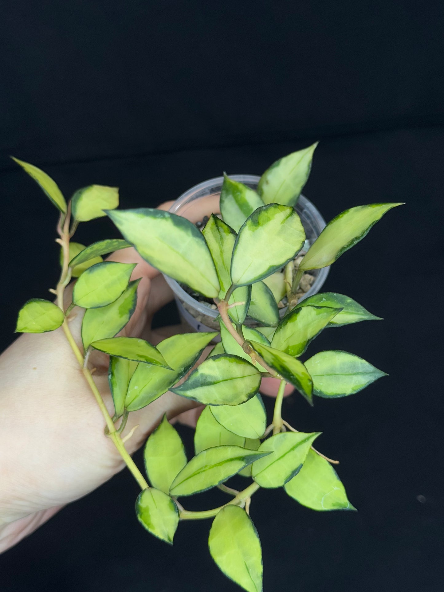 Hoya Lacunosa souma, #1, rare, nice pink sun-stressed variegation