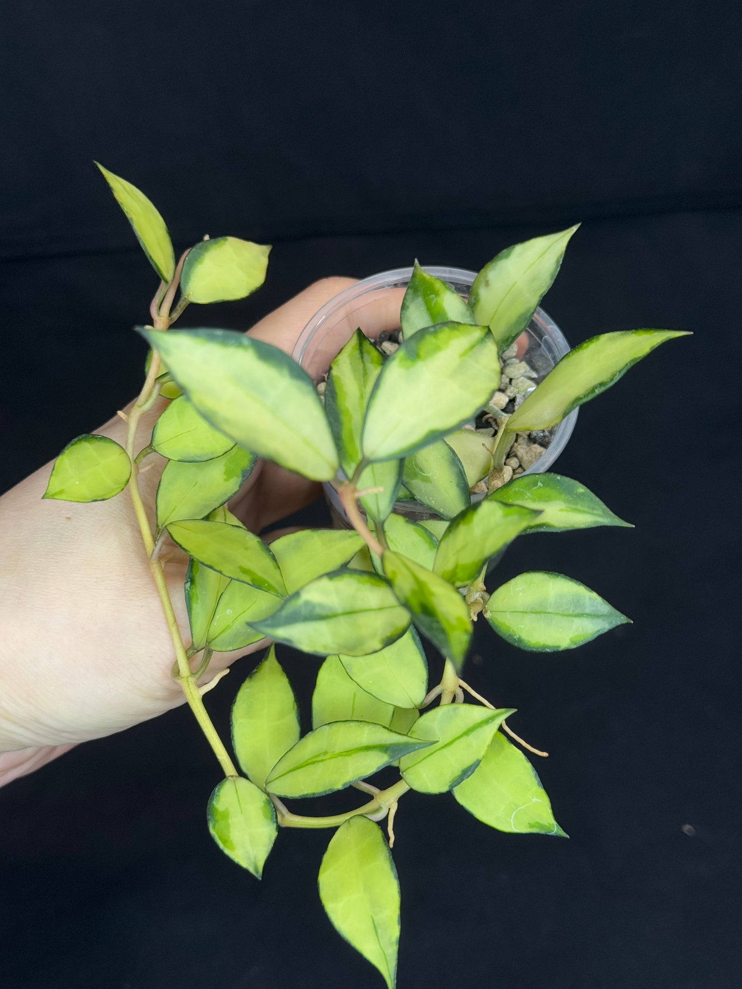 Hoya Lacunosa souma, #1, rare, nice pink sun-stressed variegation