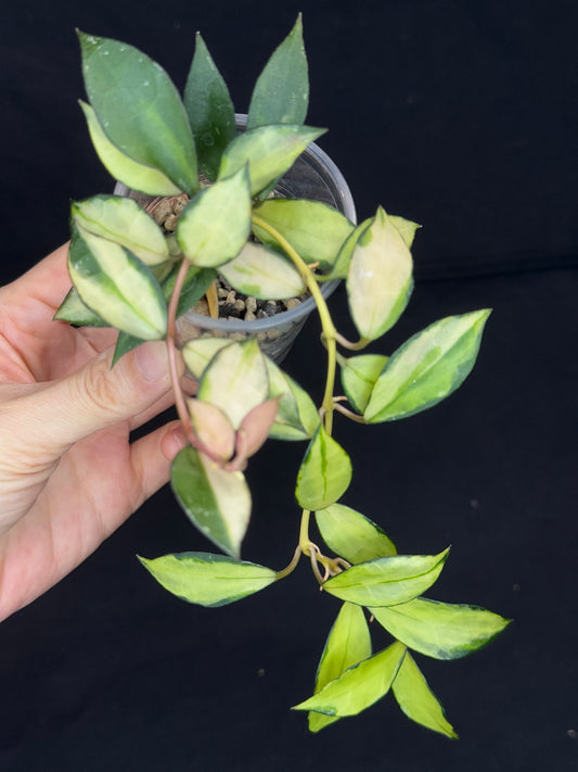 Hoya Lacunosa souma, #2, rare, nice pink sun-stressed variegation