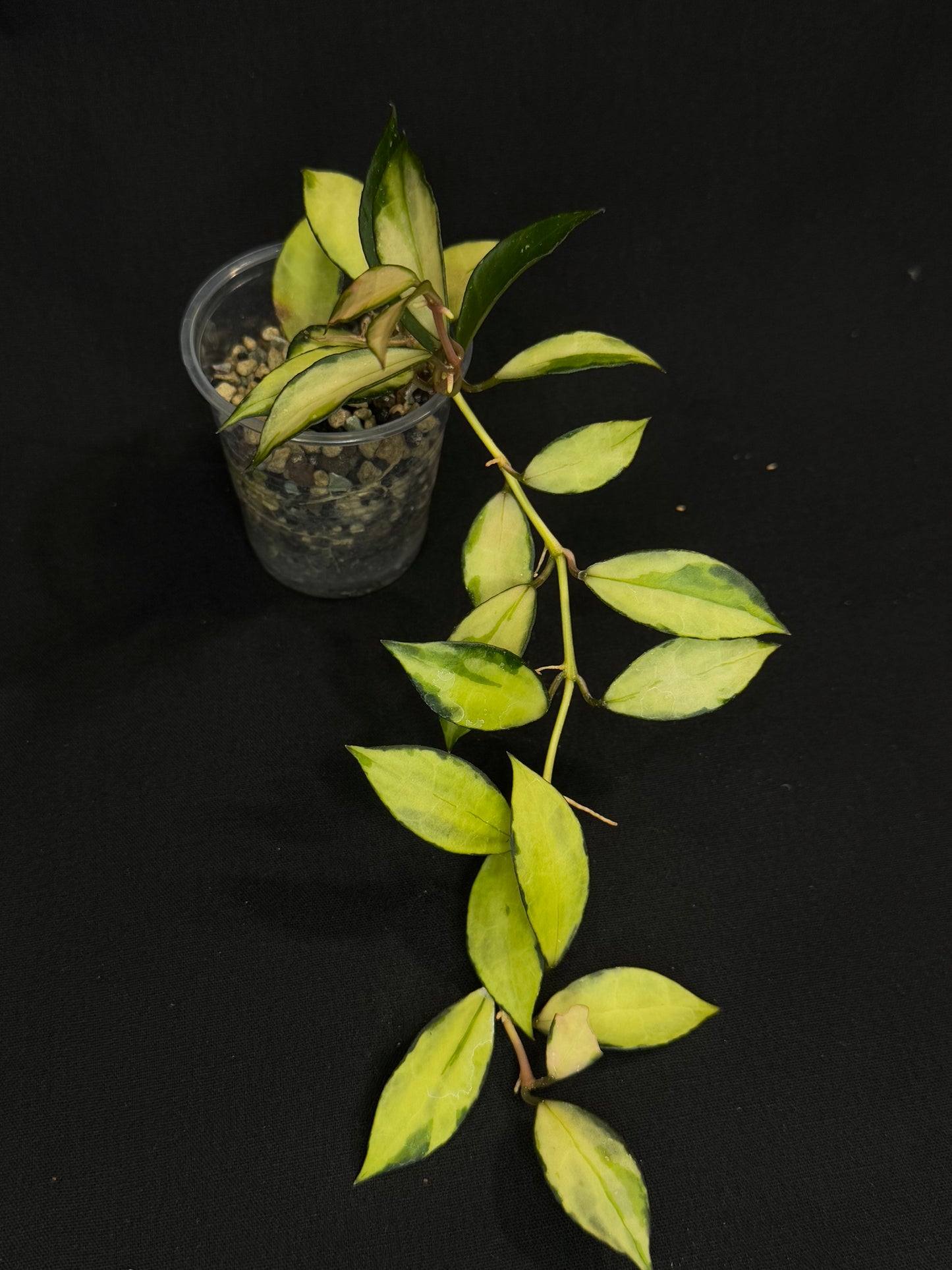 Hoya Lacunosa souma, #3, rare, nice pink sun-stressed variegation