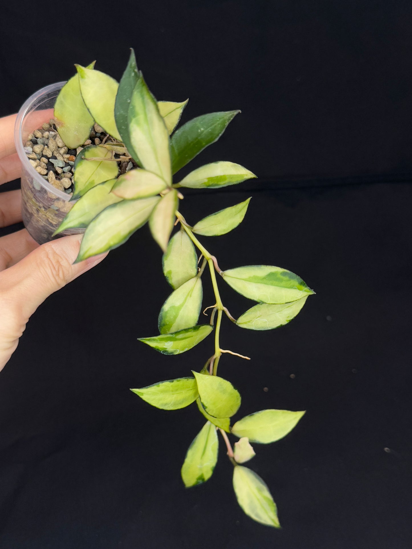 Hoya Lacunosa souma, #3, rare, nice pink sun-stressed variegation