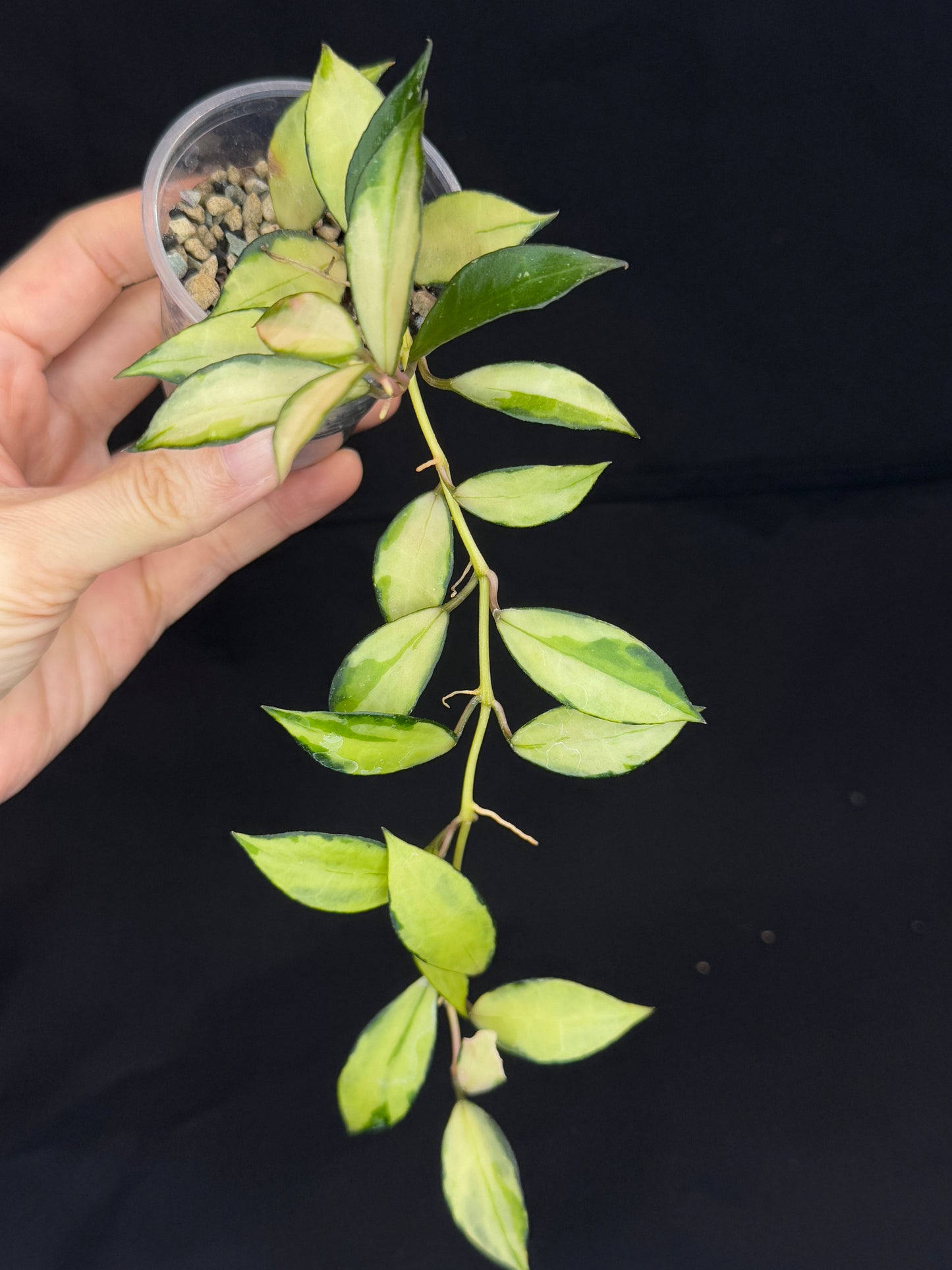 Hoya Lacunosa souma, #3, rare, nice pink sun-stressed variegation