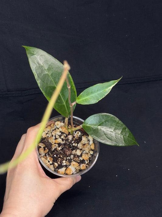 Hoya tanggamus albomargianata, rare, large variegated leaves