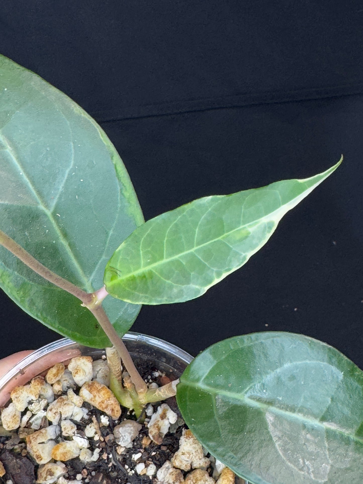 Hoya tanggamus albomargianata, rare, large variegated leaves