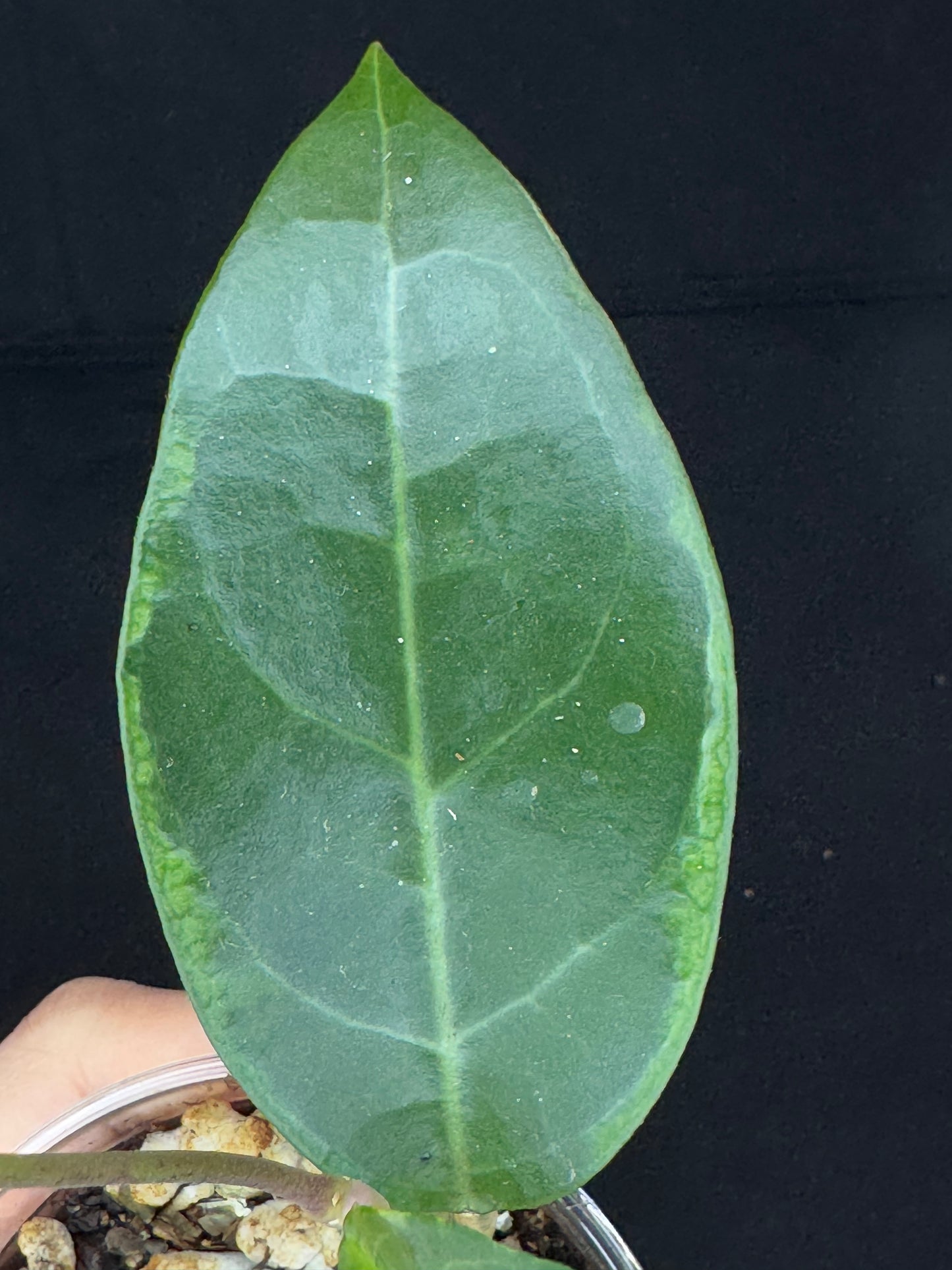 Hoya tanggamus albomargianata, rare, large variegated leaves