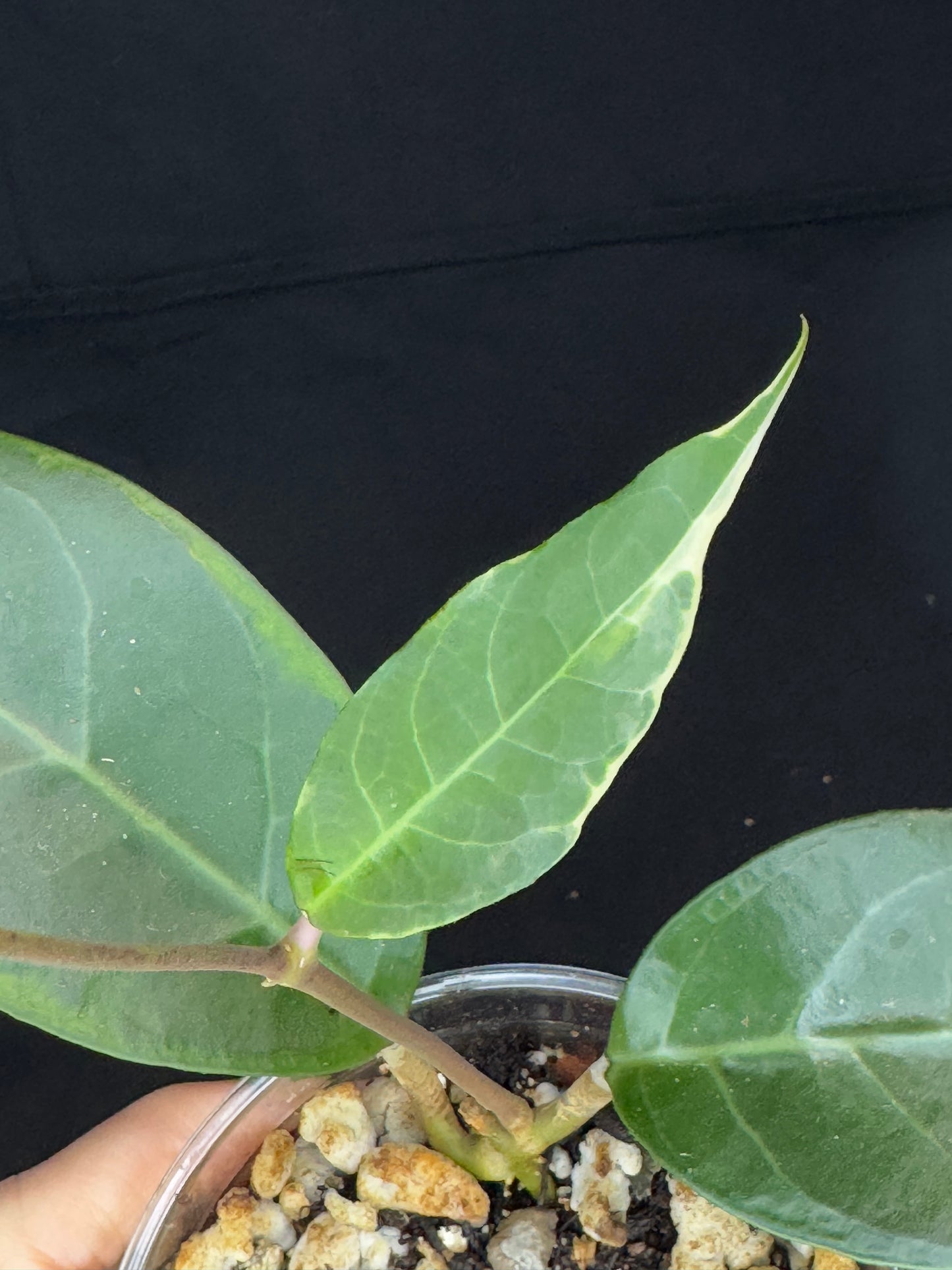 Hoya tanggamus albomargianata, rare, large variegated leaves