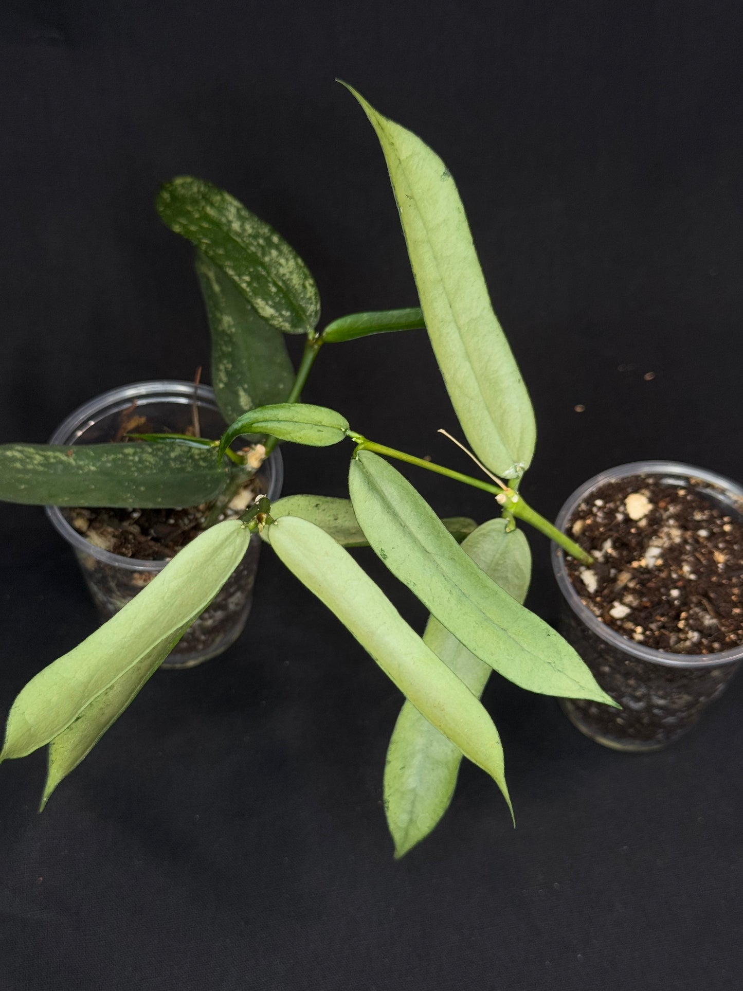 Hoya pandurata silver Vietnam clone, well-rooted