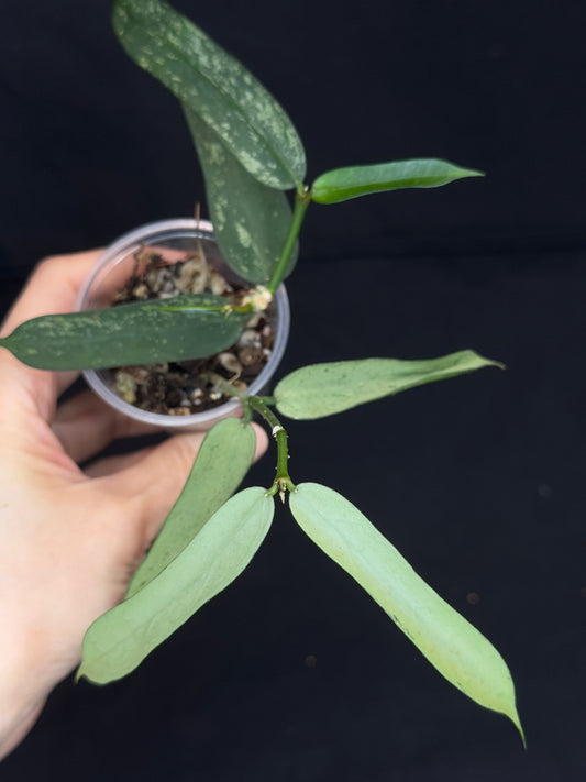 Hoya pandurata Tsiang silver and splash, well-rooted, two growths in a pot