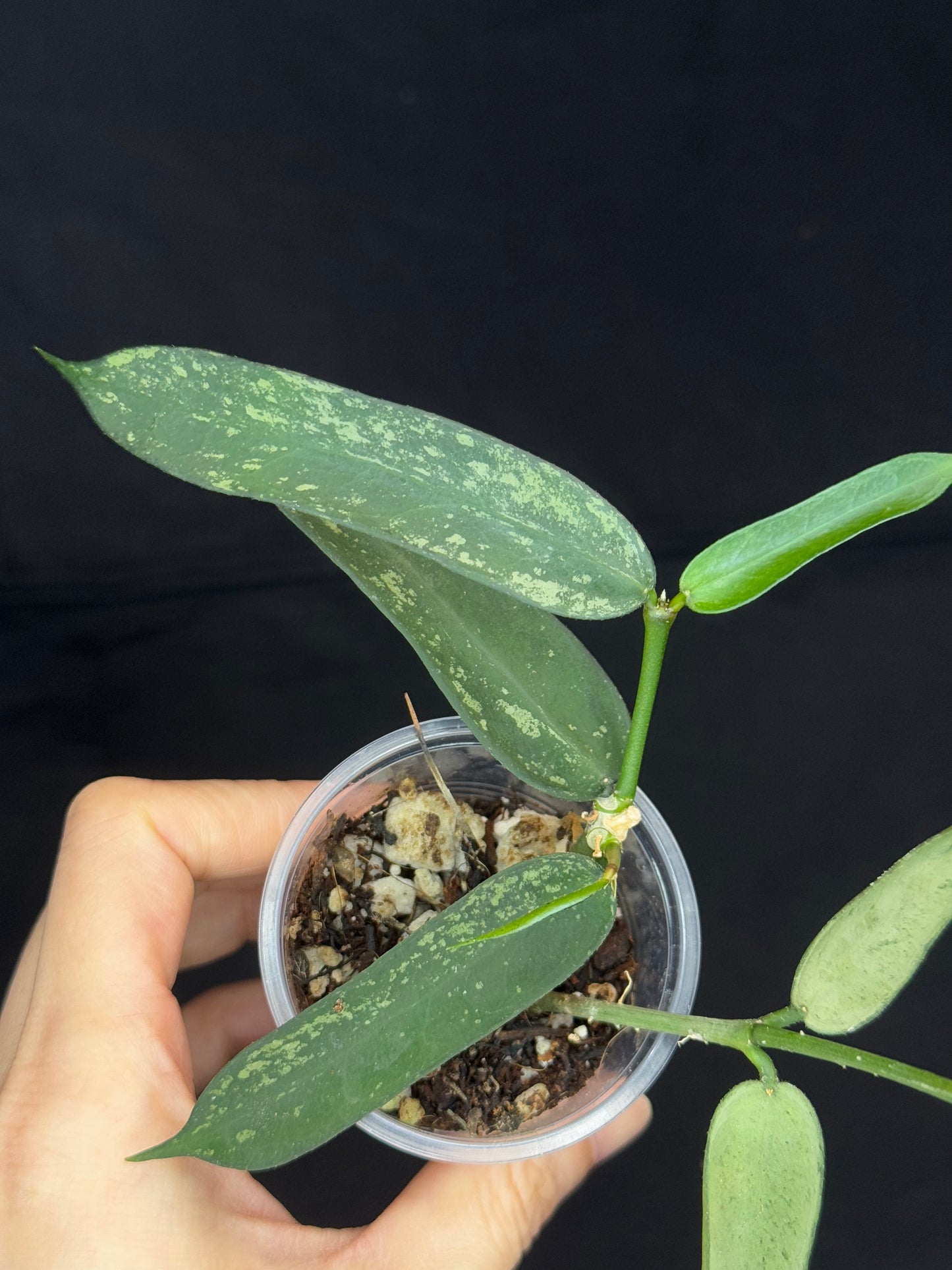 Hoya pandurata Tsiang silver and splash, well-rooted, two growths in a pot