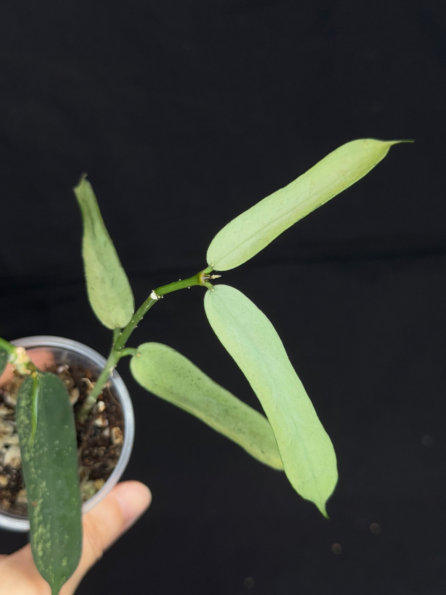 Hoya pandurata Tsiang silver and splash, well-rooted, two growths in a pot