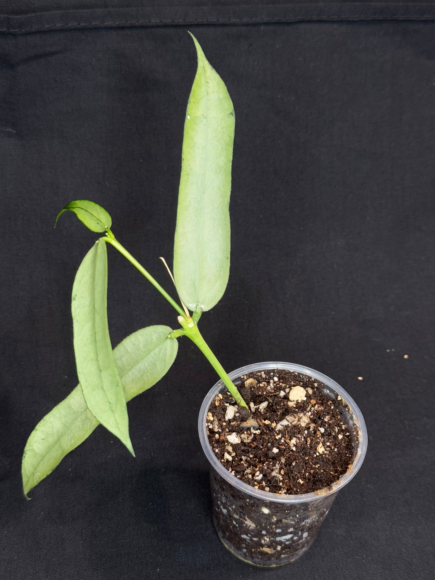 Hoya pandurata silver Vietnam clone, well-rooted