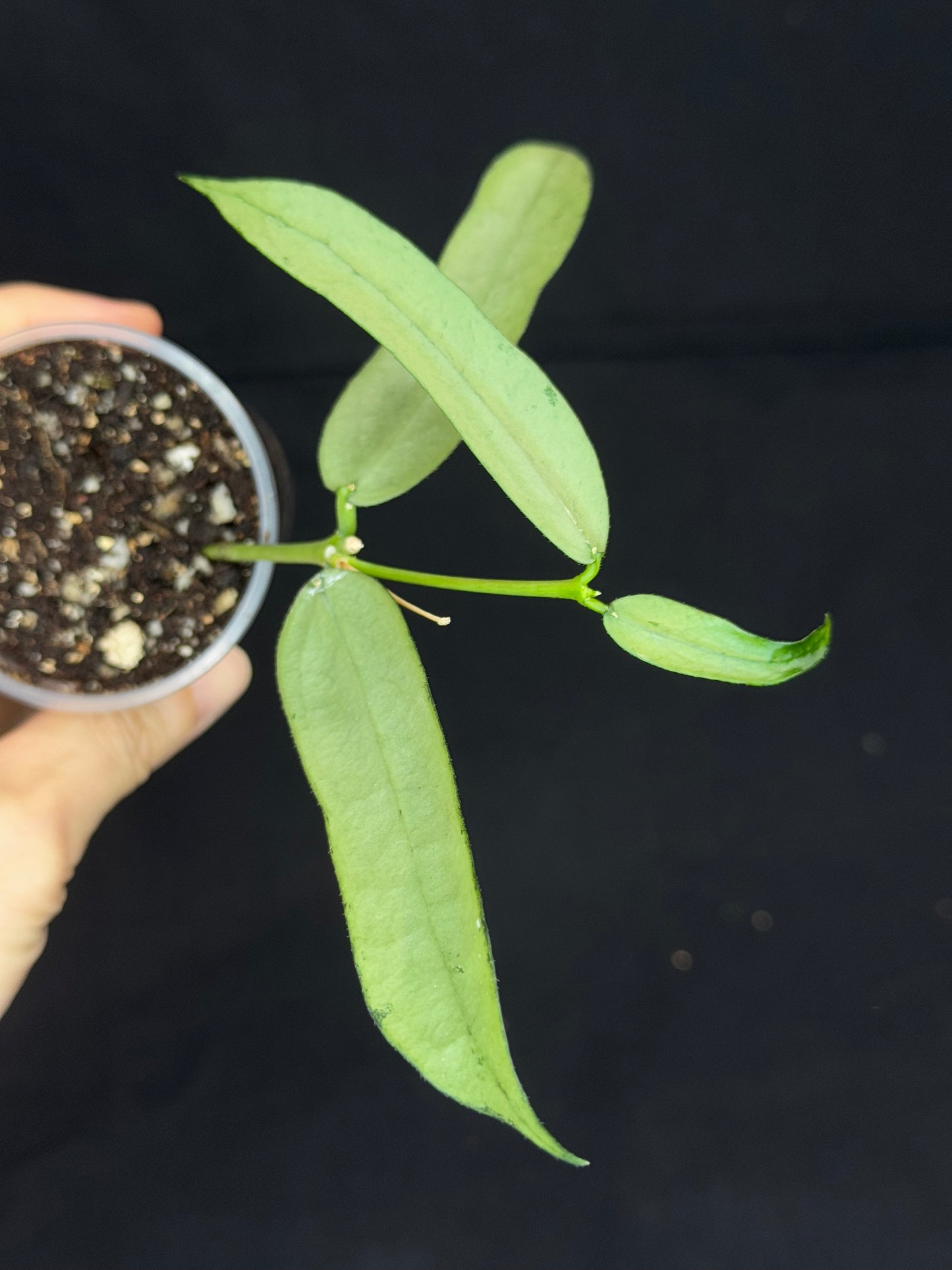 Hoya pandurata silver Vietnam clone, well-rooted