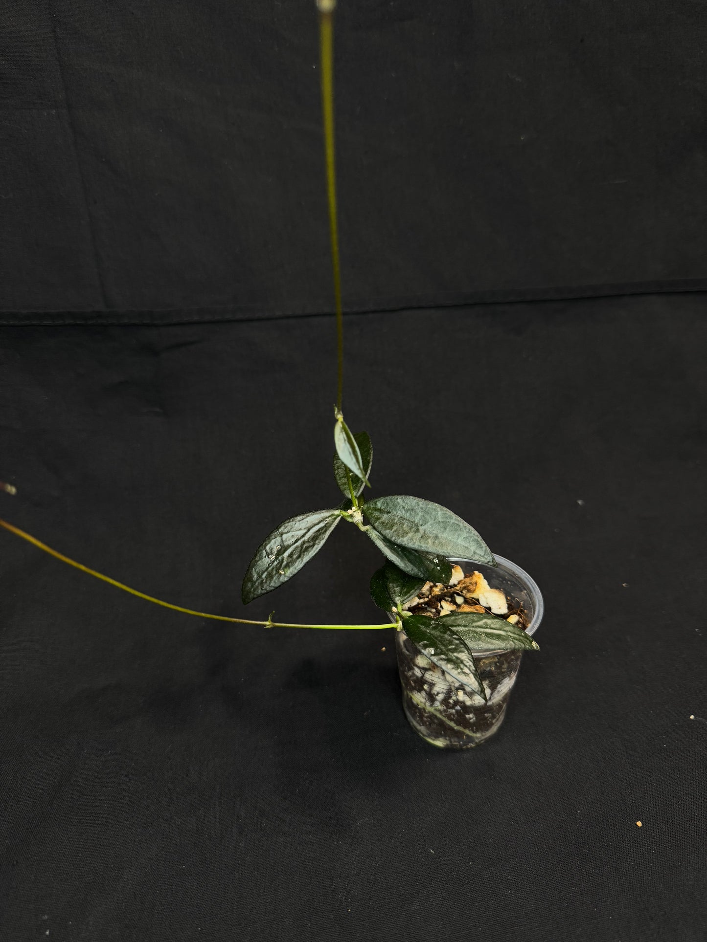 Hoya GPS 88, dark small leaf with veins, special leaves, two plants in a pot