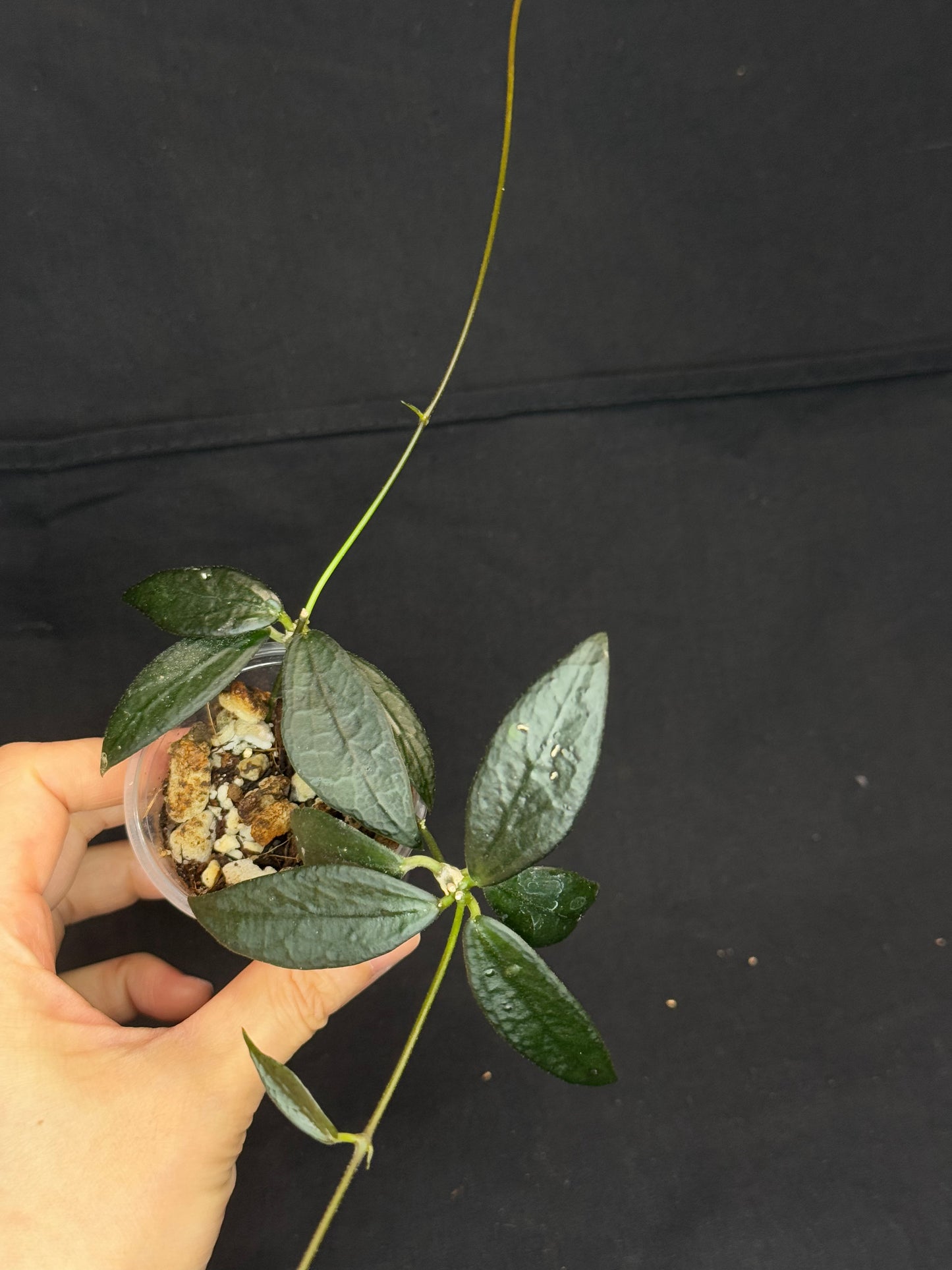 Hoya GPS 88, dark small leaf with veins, special leaves, two plants in a pot