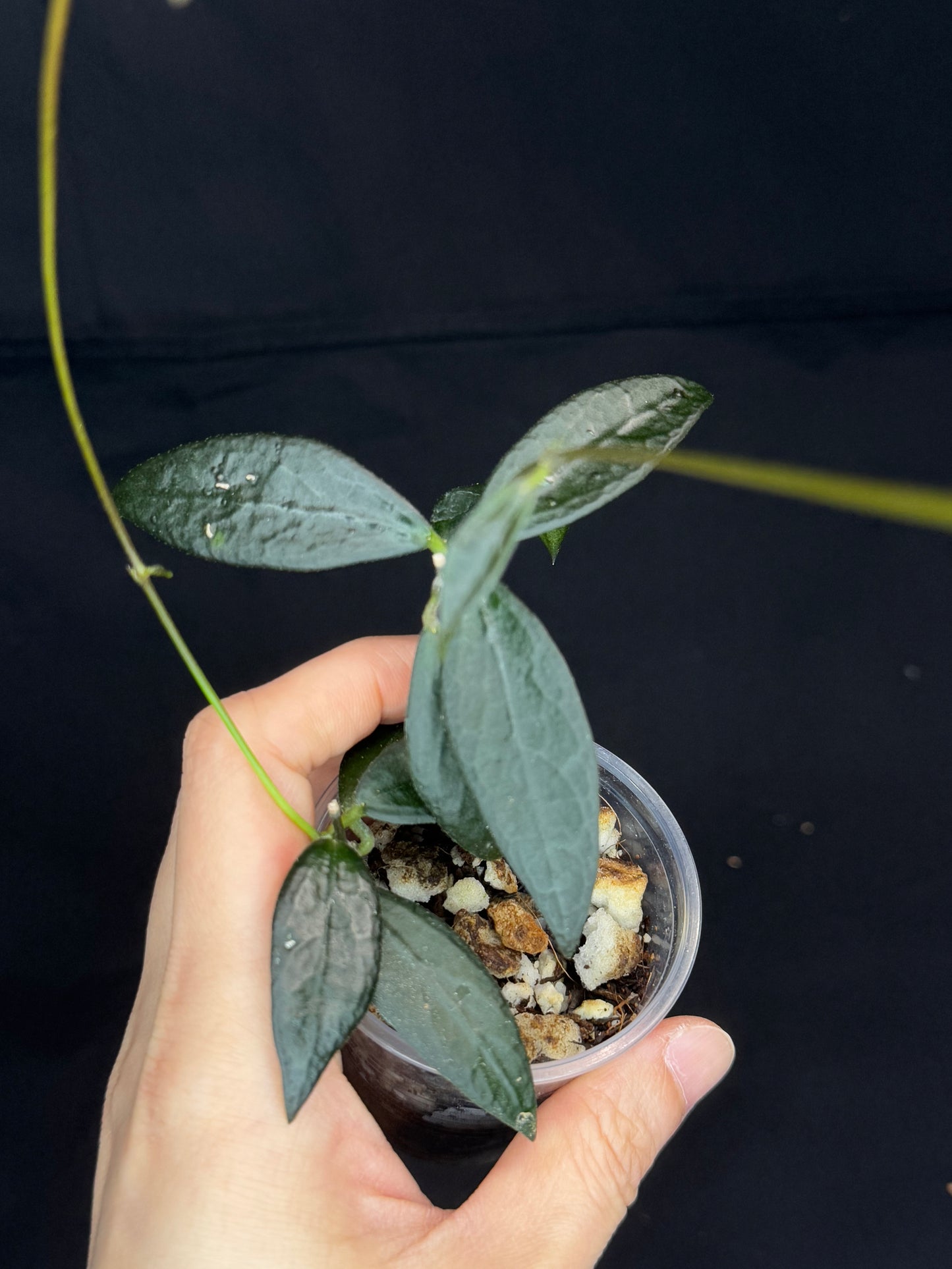 Hoya GPS 88, dark small leaf with veins, special leaves, two plants in a pot