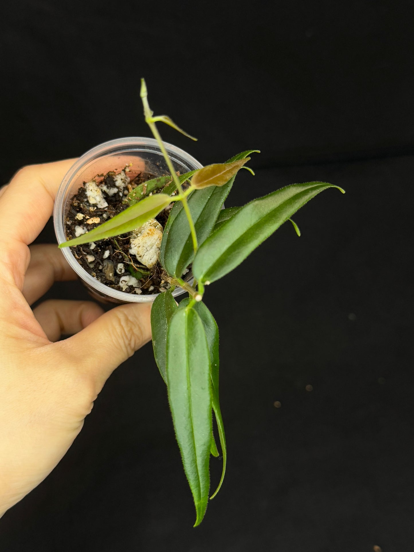 Hoya Paradisea,special flowers