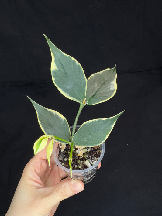 Hoya polyneura albomarginata, beautiful variegation, two new growths