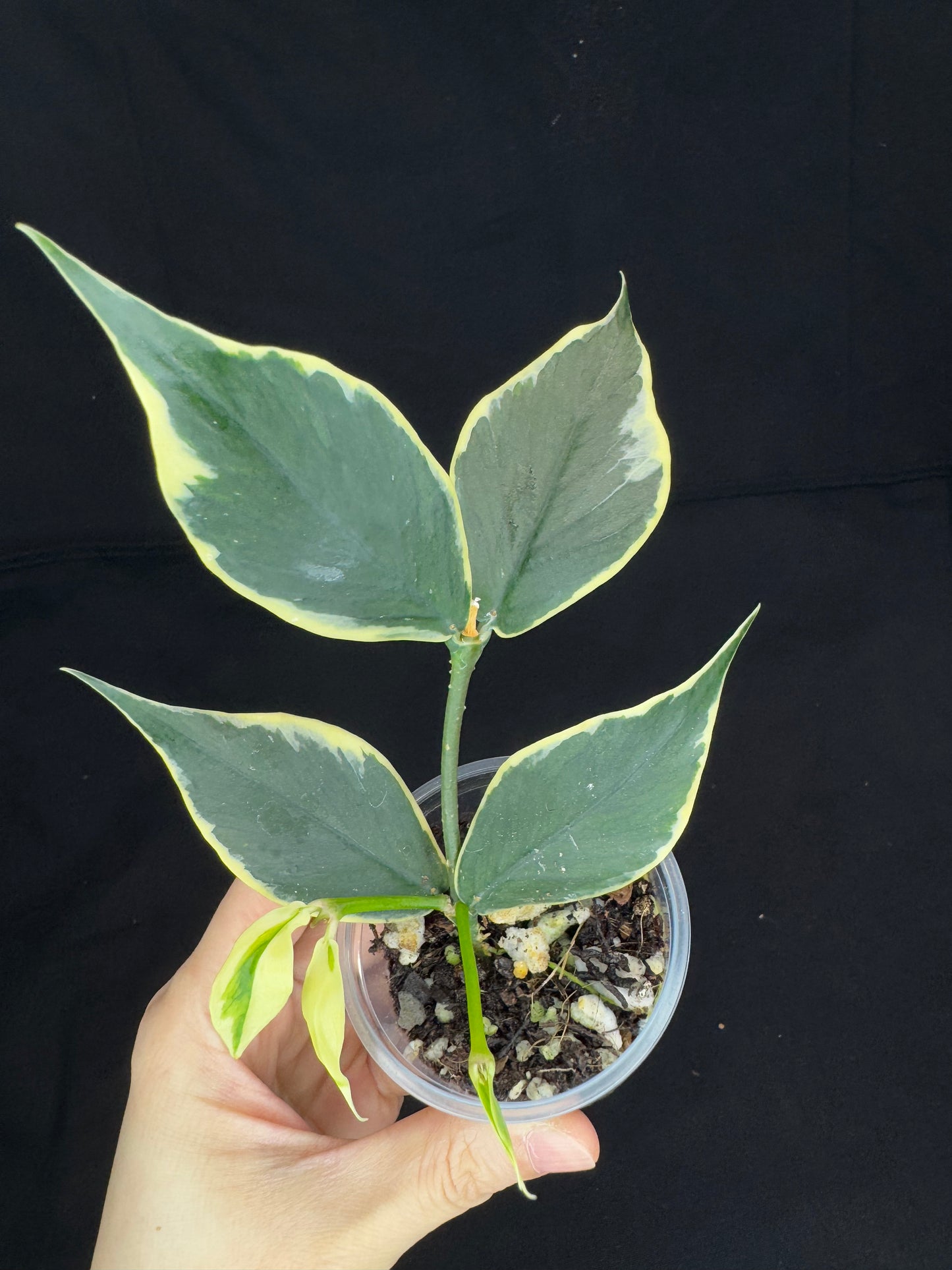 Hoya polyneura albomarginata, beautiful variegation, two new growths