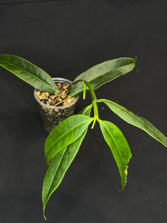 Hoya platycaulis, pleasant fragrant flowers, with a peduncle