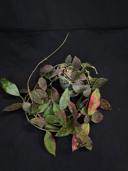 Hoya Walliniana UT152, nice red leaves under sun-stress, big plant