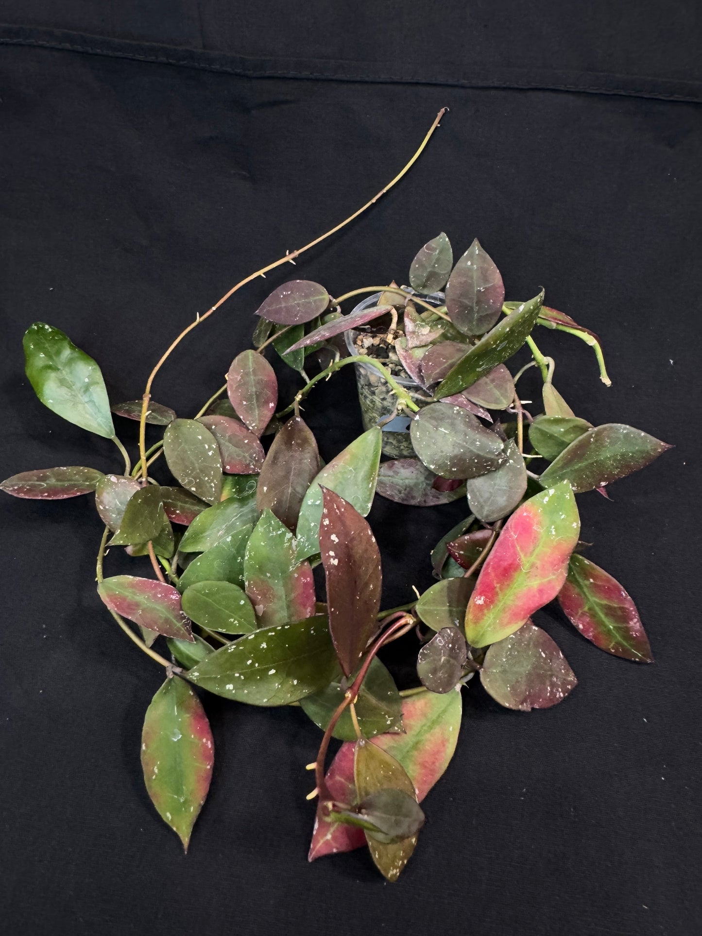 Hoya Walliniana UT152, nice red leaves under sun-stress, big plant