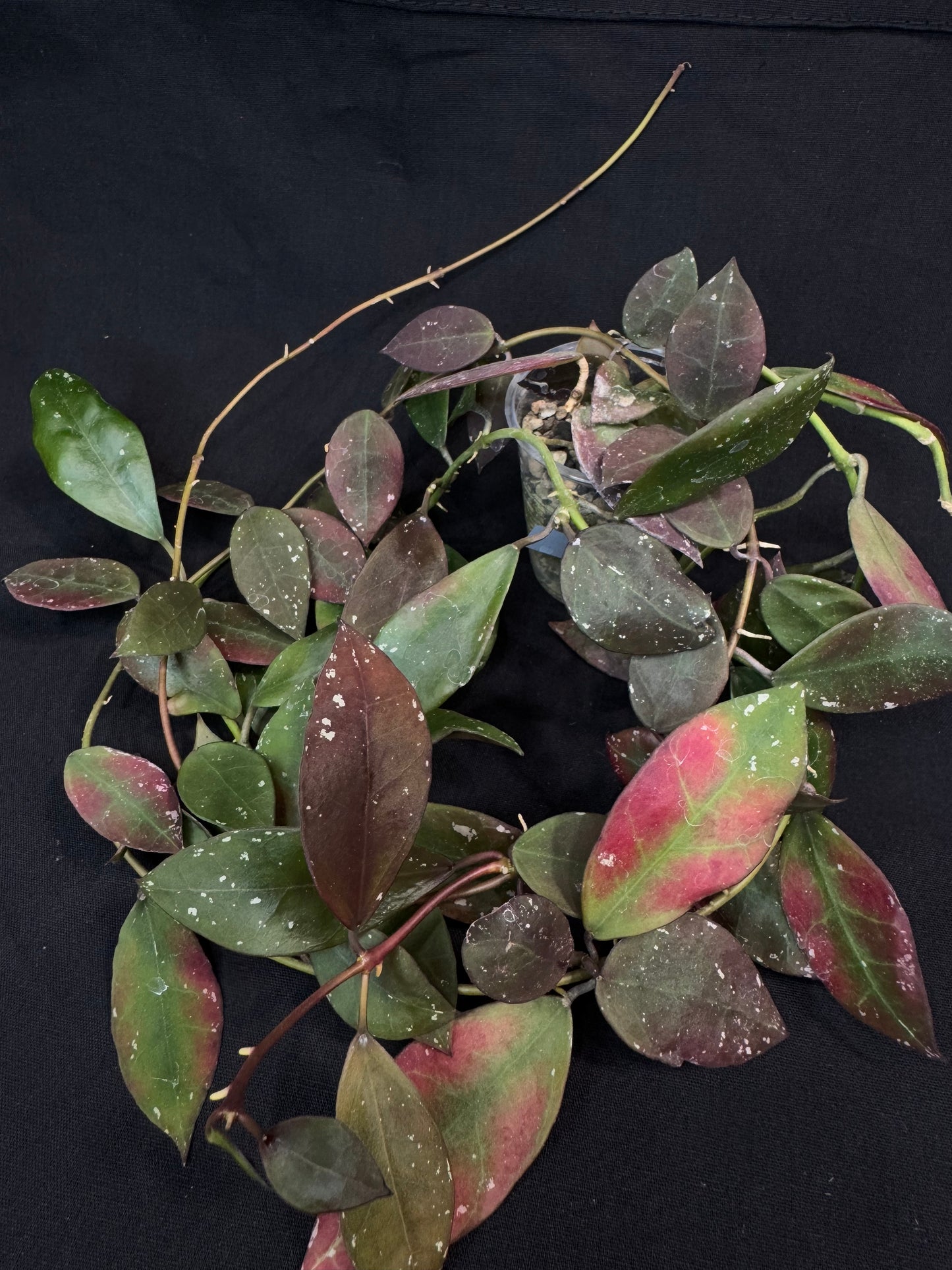 Hoya Walliniana UT152, nice red leaves under sun-stress, big plant